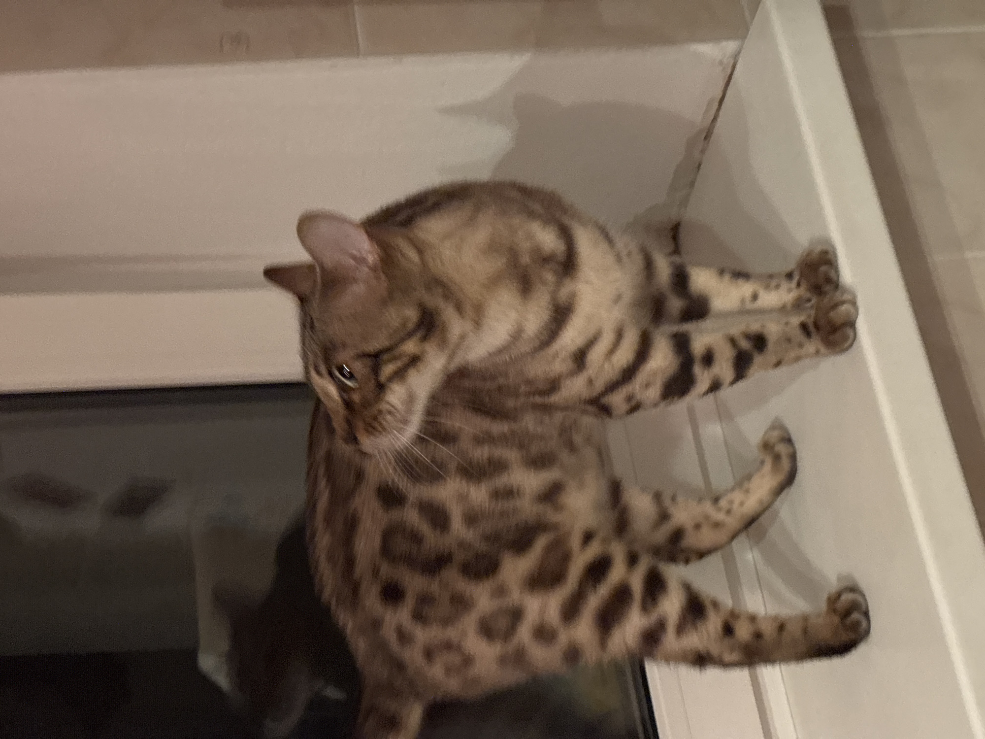 A Bengal cat with spotted fur is standing on a white ledge, possibly a windowsill, next to a window. The cat is looking to its left, with its head turned. The background shows a dark windowpane with reflections and a light-colored wall. The image is taken from a medium-low angle. There is no information available about the location in the city of Noviy, Russia, as this image does not provide any geographical context.