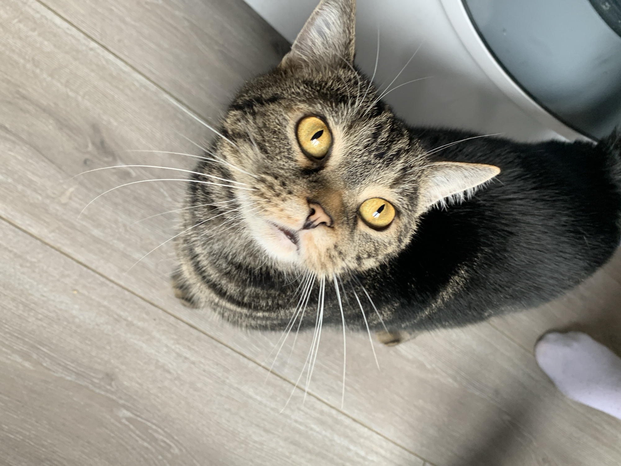 A tabby cat with yellow eyes and a mix of brown and black fur looks upward. The cat's whiskers are prominent. The cat stands on a wood-patterned floor, next to a white appliance. A foot clad in a white sock is visible. The image was taken indoors. The location in the city of Stavropol, Russia, is not discernible from the image.