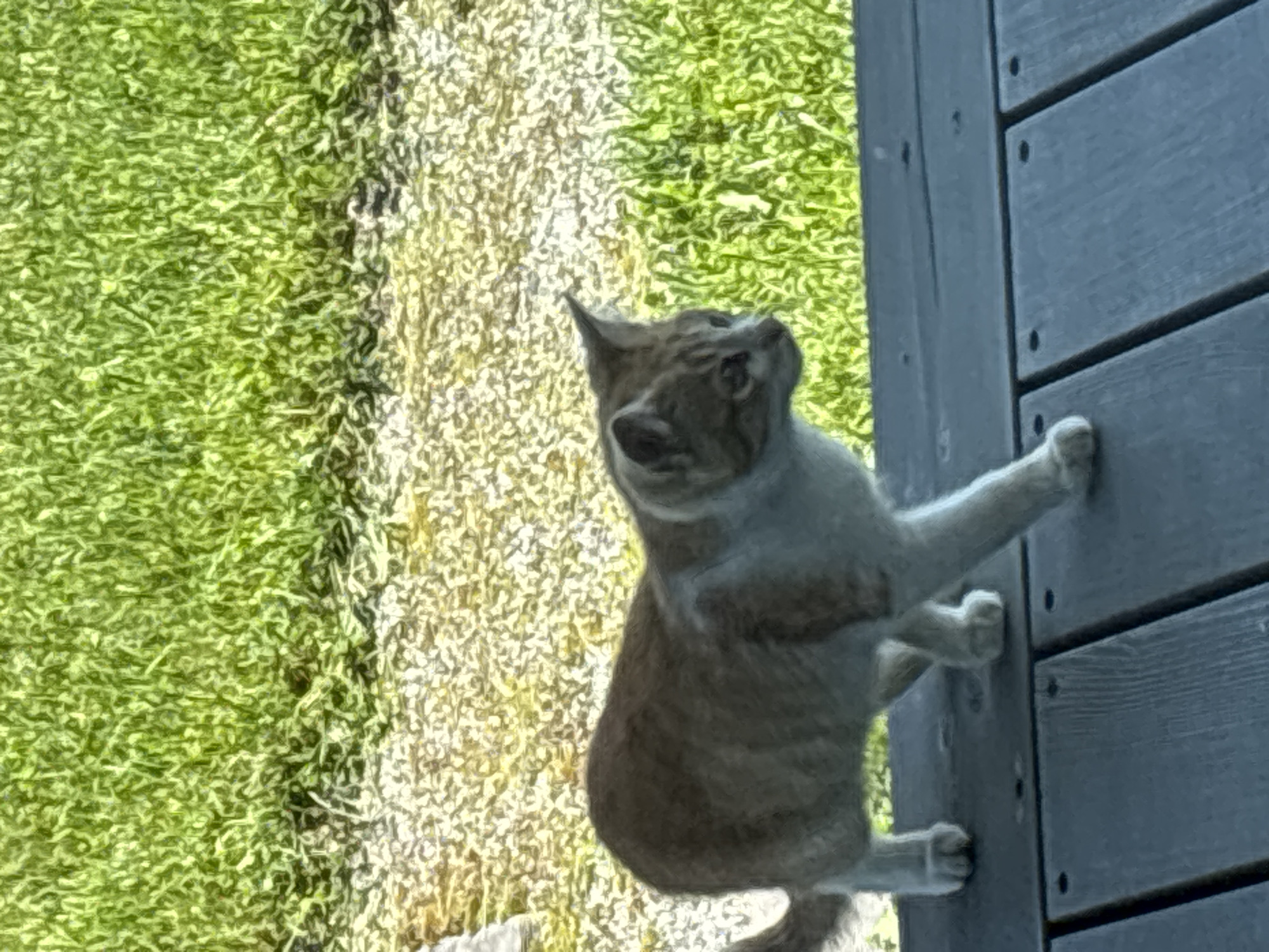A ginger and white cat walks on a dark wooden deck. The cat is facing right and appears to be looking at something out of frame. Behind the deck is a gravel path with green grass beyond it. The scene is illuminated by sunlight, casting a shadow from the cat onto the deck. The image is an outdoor shot, likely taken during the daytime.