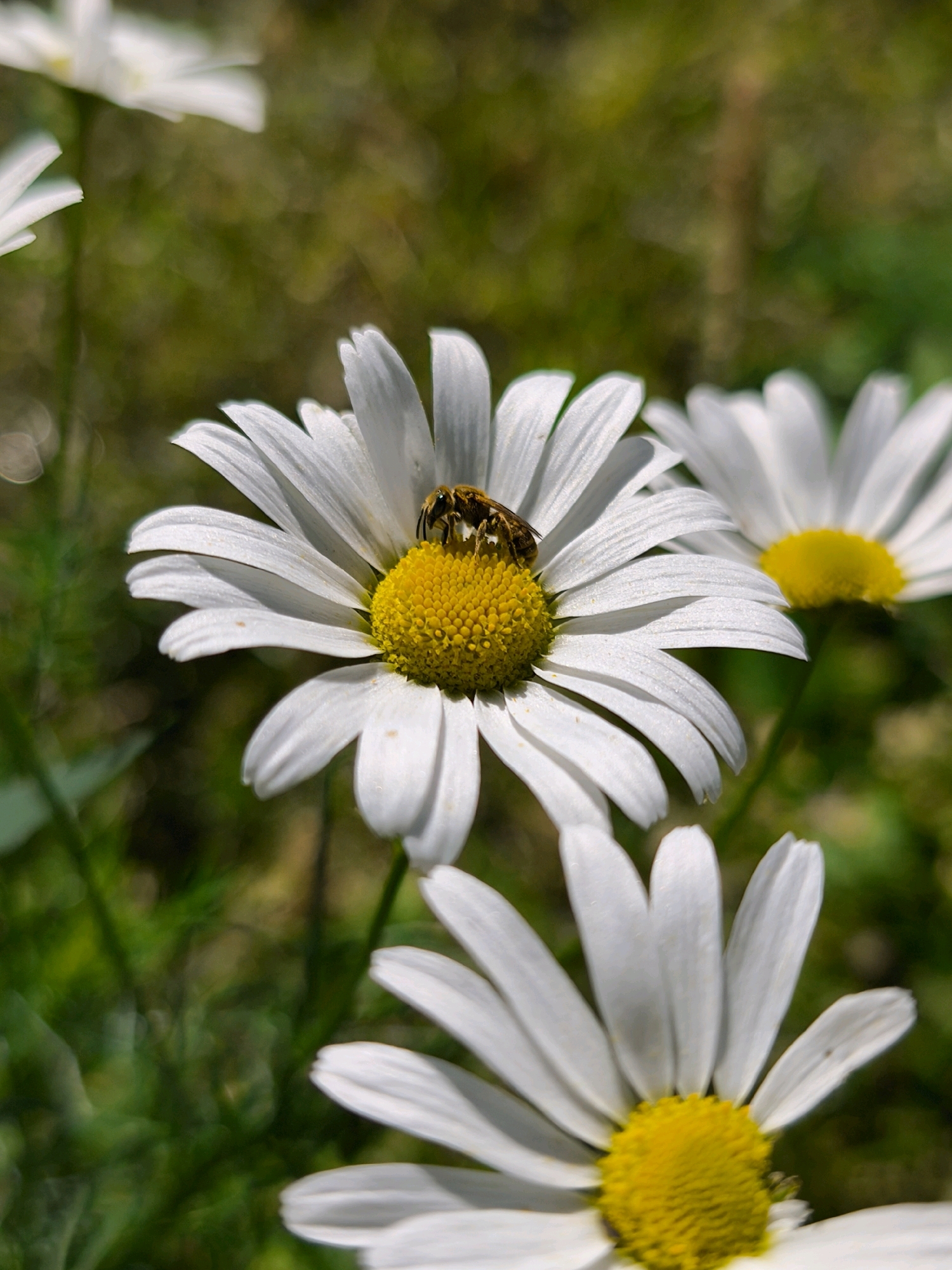 A close-up, vertical shot captures a bee on a white daisy with a yellow center. The bee, positioned on the flower's center, is in focus. The daisy's white petals extend outward, some slightly curled. Behind the primary daisy, another white daisy with a visible yellow center is out of focus. A third daisy is partially visible in the bottom right corner, also out of focus. The background is a blur of green foliage and dappled sunlight, suggesting an outdoor, natural setting such as a park or garden. The image does not contain any specific indicators of its location within the city of Mahilyow, Belarus, beyond being a natural outdoor scene.