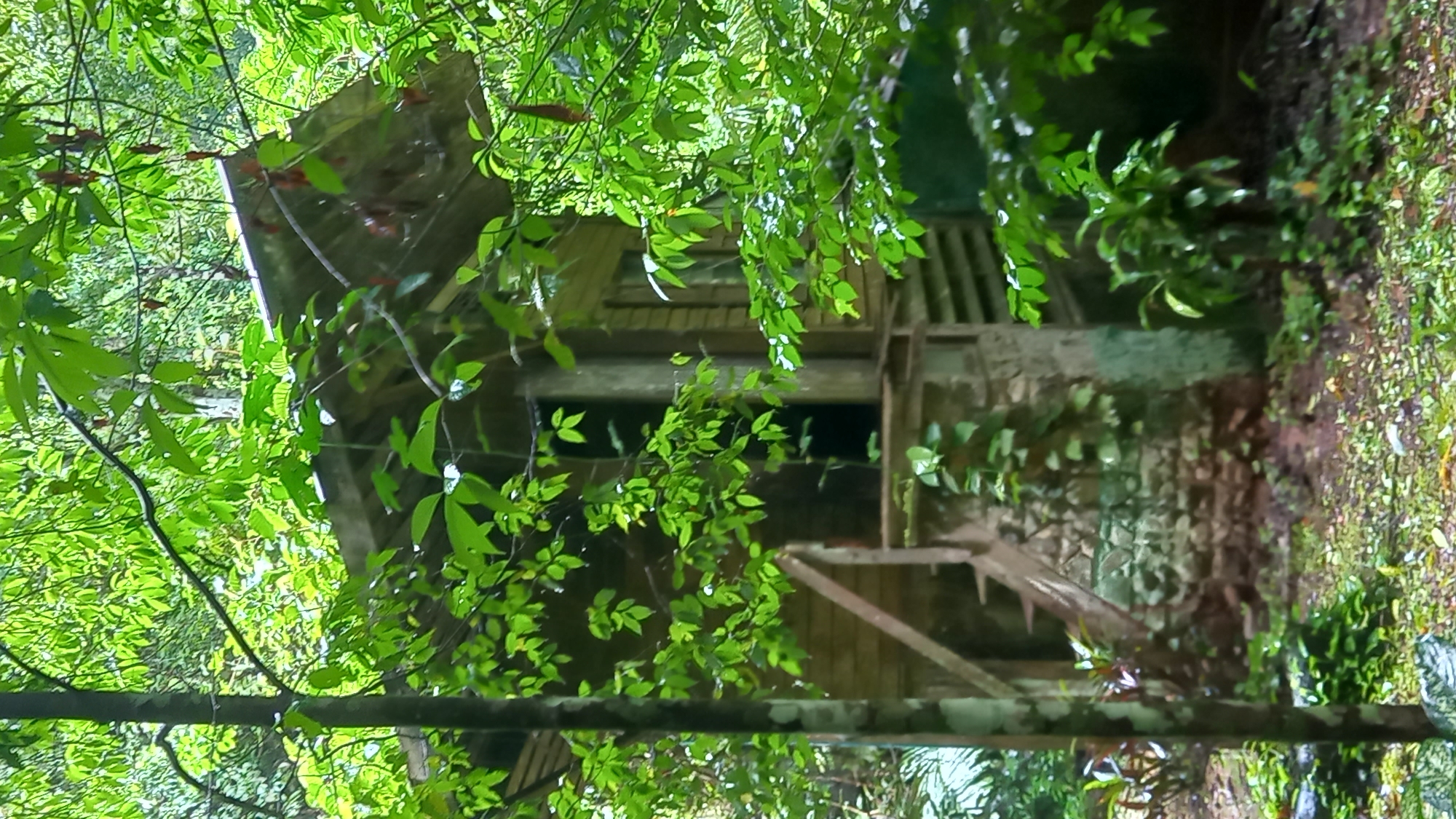 A small, weathered wooden cabin is partially obscured by dense green foliage. The cabin has a visible roofline, windows, and a porch or raised area accessed by a wooden structure resembling a crude staircase or support. The building appears to be in a natural, possibly wooded, environment. The specific location is Ban Pak Ra, Thailand.
