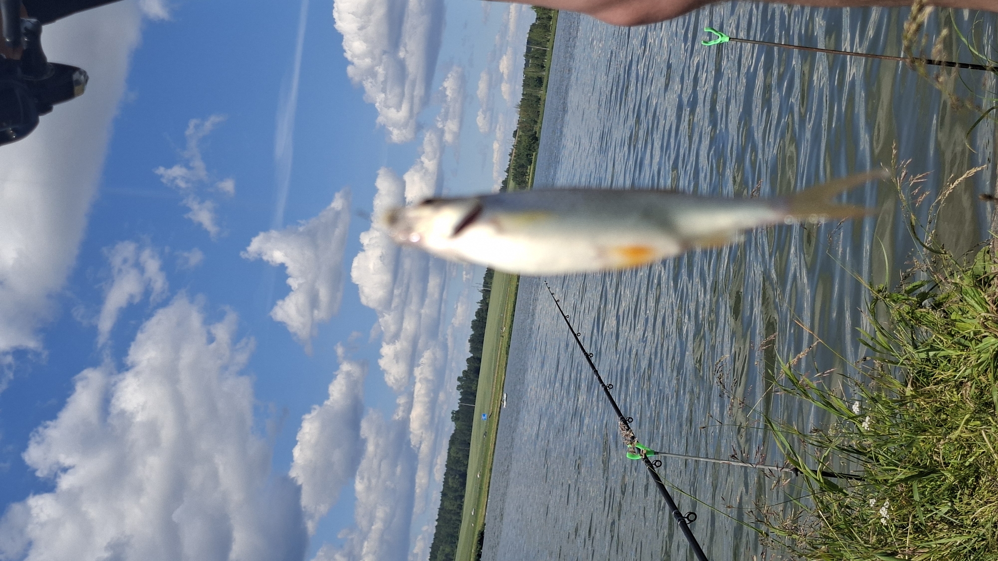 The image captures a close-up of a small, freshly caught fish dangling in the foreground, its details blurred by being out of focus. The fish appears to have a yellowish tint and a forked tail. In the middle ground, a fishing rod is set up on the bank of a calm body of water, indicated by a green fishing rod holder inserted into the ground. The water's surface is rippled, reflecting the bright blue sky dotted with fluffy white clouds. Beyond the water, a green grassy field stretches towards a line of trees on the horizon. A small blue flag is visible in the field, and a white boat rests on the water in the distance. The overall scene suggests an outdoor fishing activity on a sunny day, likely in a rural or park-like setting. While the exact location within Smaliavichy, Belarus, cannot be definitively identified from the visual information alone, the presence of a lake and surrounding natural landscape is evident.