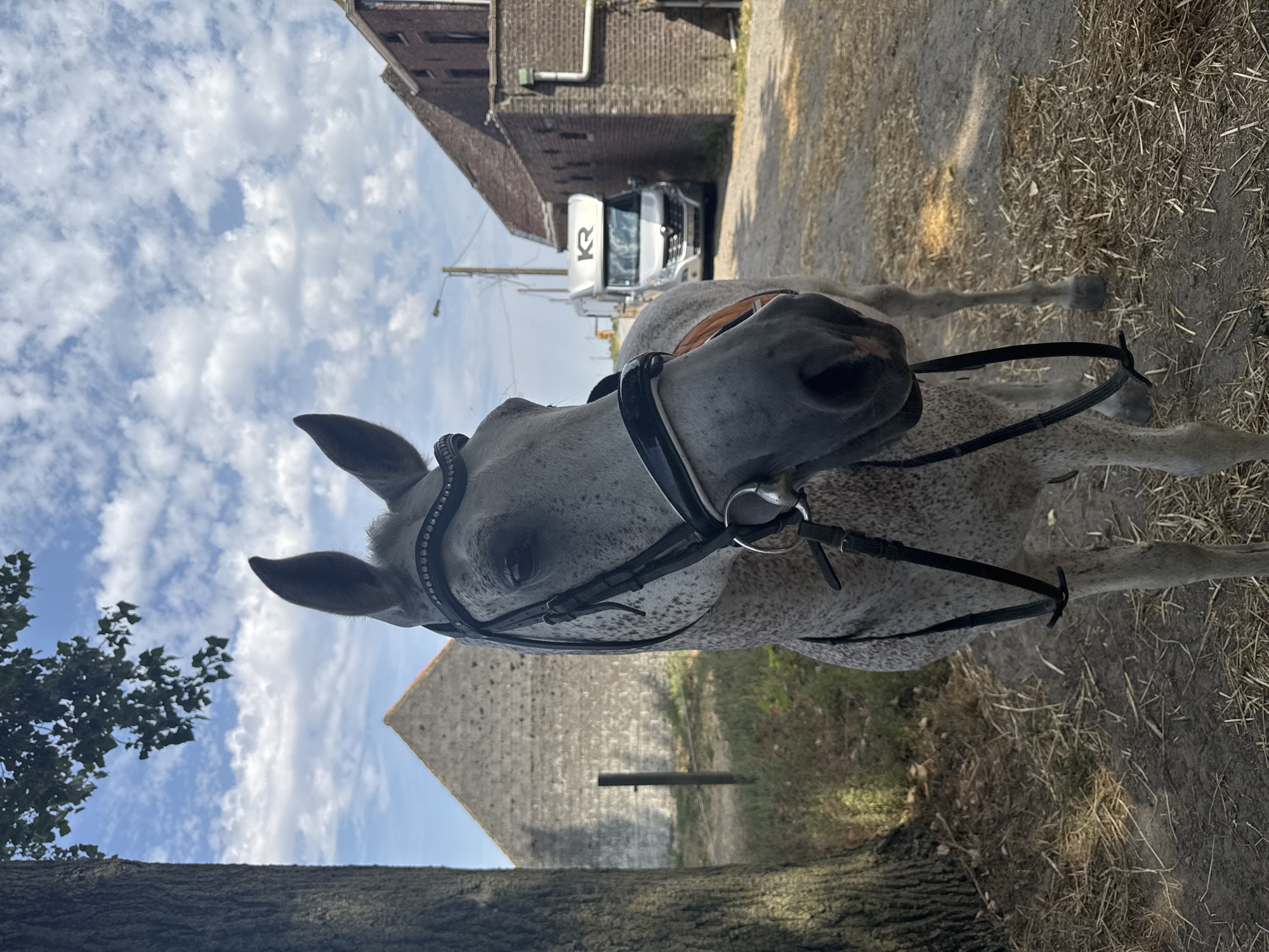 In Estaimpuis, Belgium, on a clear day with scattered clouds, a speckled grey horse stands in a dusty, dry outdoor setting. The horse is facing forward and slightly to the right, wearing a black bridle with decorative rhinestones. Behind the horse, a dirt road leads towards buildings. To the left, a large tree trunk with rough bark is visible, casting shadows on the ground littered with dry grass and straw. Further in the background, a grey, angular building with a tiled roof stands to the left, and a brick building with a pitched roof is situated to the right. A white vehicle with the letters "KR" on its side is parked on the road between the buildings. A street lamp is visible in the distance.
