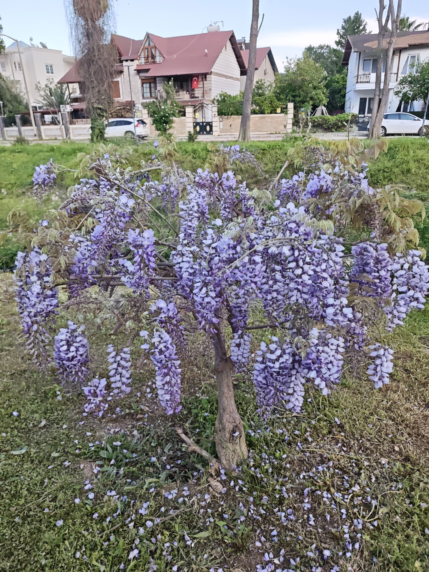 The image shows a wisteria tree in full bloom in Kemer, Turkey. The tree, approximately 1.5 meters tall, is covered in cascading clusters of purple flowers. The ground around the tree is littered with fallen petals. In the background are residential buildings with red tiled roofs and white facades. Two cars are parked on the street in front of the houses. The sky is overcast. The overall scene suggests a residential area in late spring or early summer.