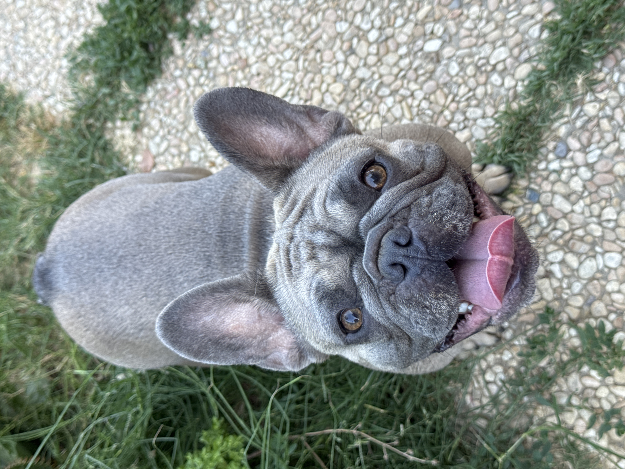 A French Bulldog is captured from a high-angle, looking up at the camera with its tongue out, panting. The dog's fur is a gray-blue color. It is standing on a surface composed of light-colored pebbles, with patches of green grass interspersed. The background is slightly blurred, indicating a shallow depth of field, and suggests an outdoor setting. The specific location in San Benedetto del Tronto, Italy, is not determinable from the image.