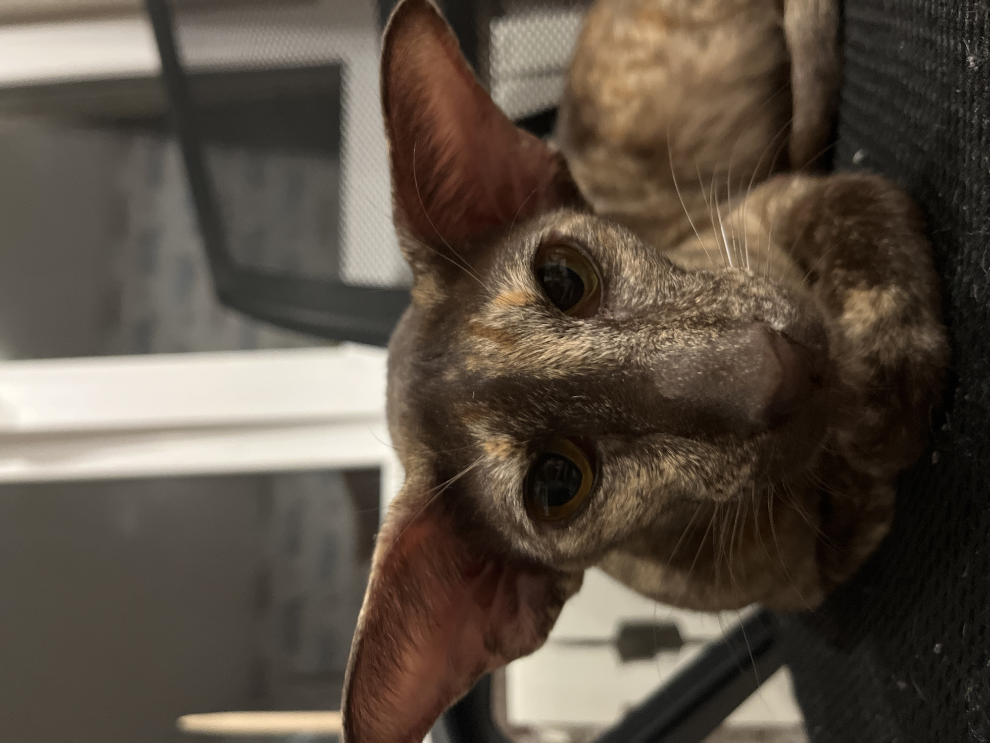 A close-up, tilted, high-angle shot captures the head and part of the body of a brown and tan patterned Oriental Shorthair cat. The cat has large, prominent ears and wide, inquisitive eyes. It is lying on what appears to be a black mesh office chair. A white surface is visible in the background, partially obscured by the black chair frame. There is no evidence in the image to confirm the location as Chaikovsky, Russia. The image depicts a cat lying on a chair indoors.