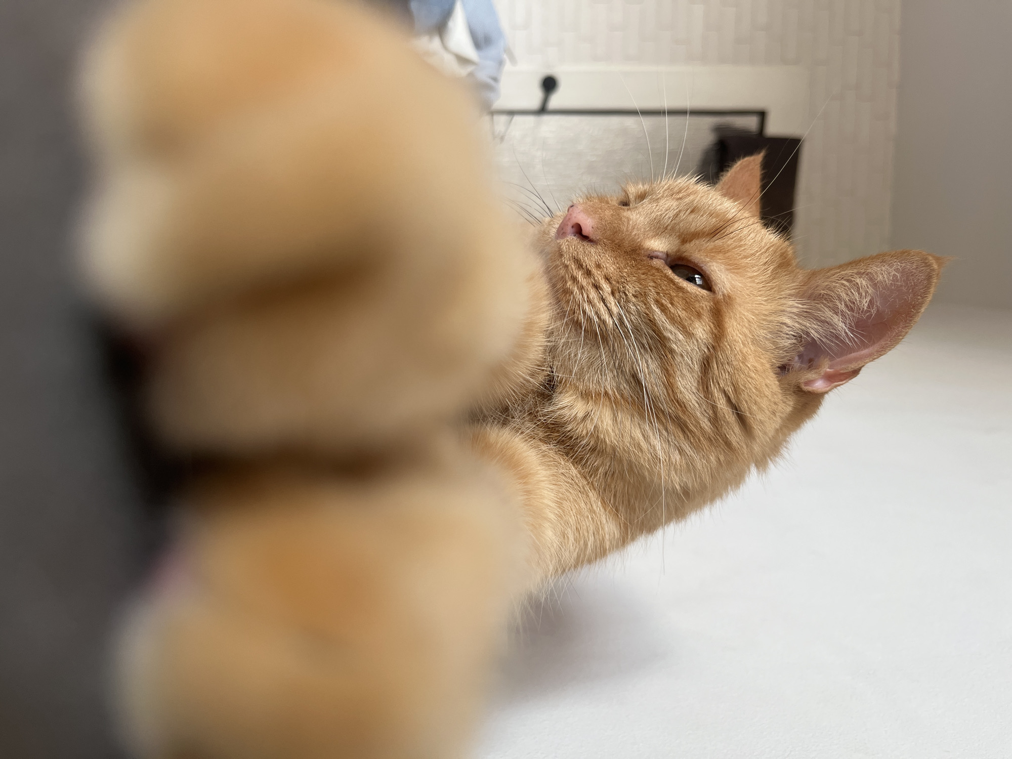 This is a close-up, low-angle shot of an orange tabby cat, positioned in a room. The cat's head is slightly tilted and it is looking downwards and to the left, with its front paws prominently in the foreground, out of focus. The cat has distinct orange fur with darker tabby markings, green eyes, and prominent white whiskers. The background is blurred, showing a white wall with a subtle brick texture on the left side, and a plain white wall on the right. A dark door handle is visible in the far left background. The overall environment suggests an indoor domestic setting, possibly a bedroom or living area, within a residence in Zabrze, Poland. There are no people or other animals present in the image. The scene is static and devoid of any action.
