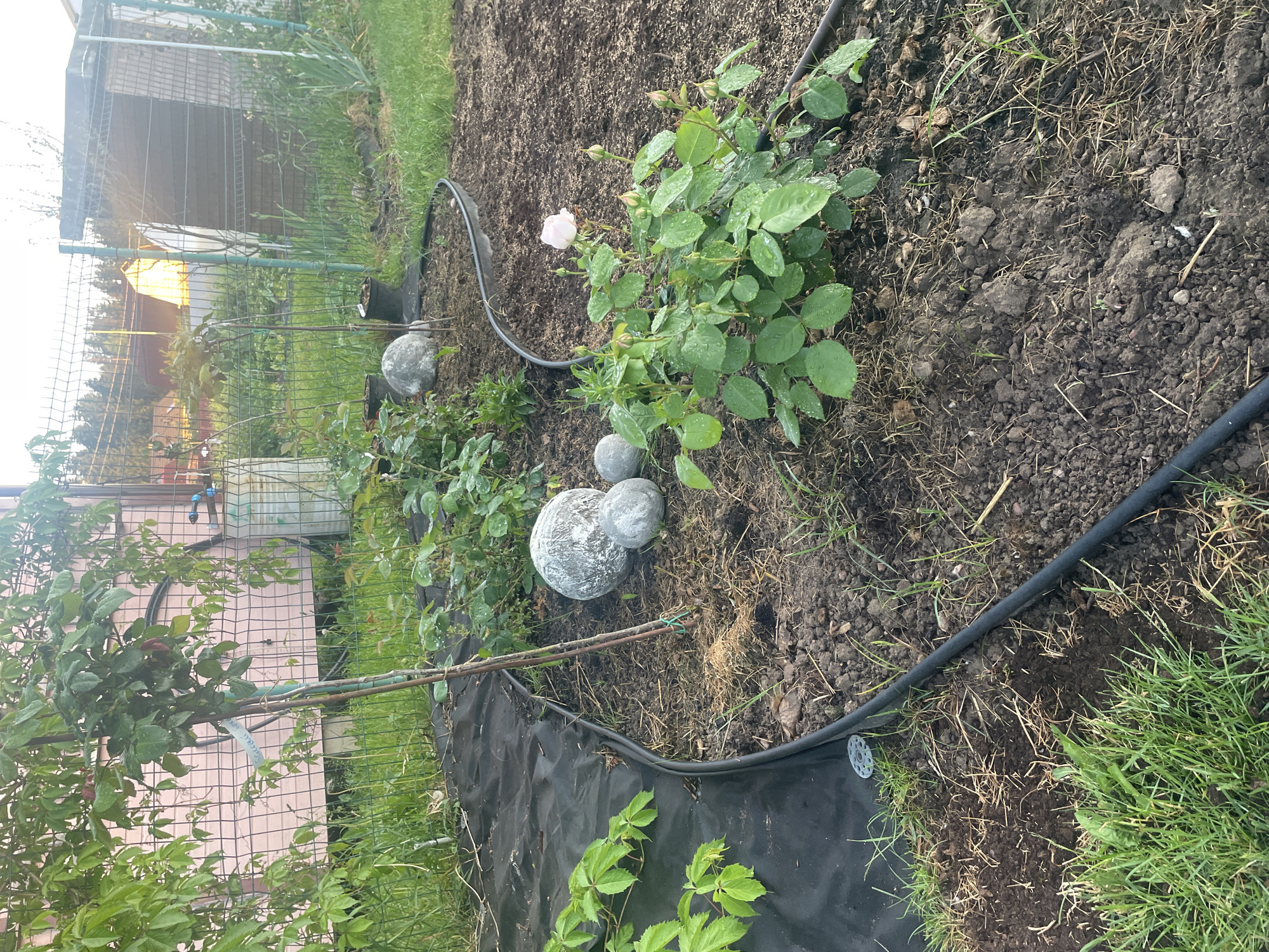 The image shows a garden bed with a rose bush in bloom and several round, gray decorative stones. A black plastic watering hose runs along the edge of the garden bed. In the background, there is a fence, a pink-colored building, and a water tank. The garden appears to be located in Aropakkuzi, Russia. The scene is outdoors, during the daytime, and the ground is covered with soil and some grass. The rose bush has several buds and one open pink rose. The decorative stones are of varying sizes and are placed in the garden bed.