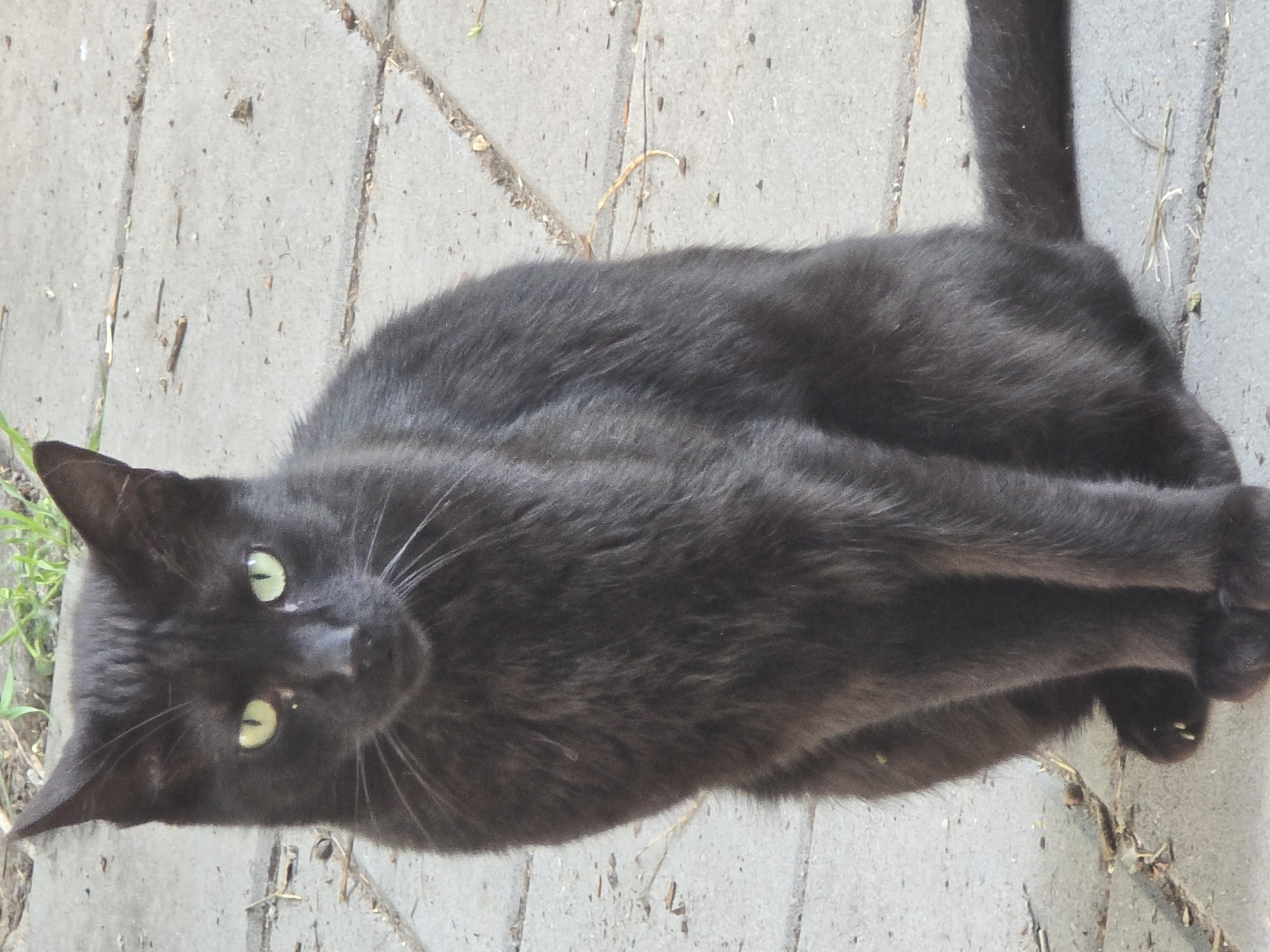 A black cat is lying on a concrete surface. The cat is facing the camera with its green eyes visible. The background appears to be an urban outdoor area with visible concrete tiles and some small vegetation.