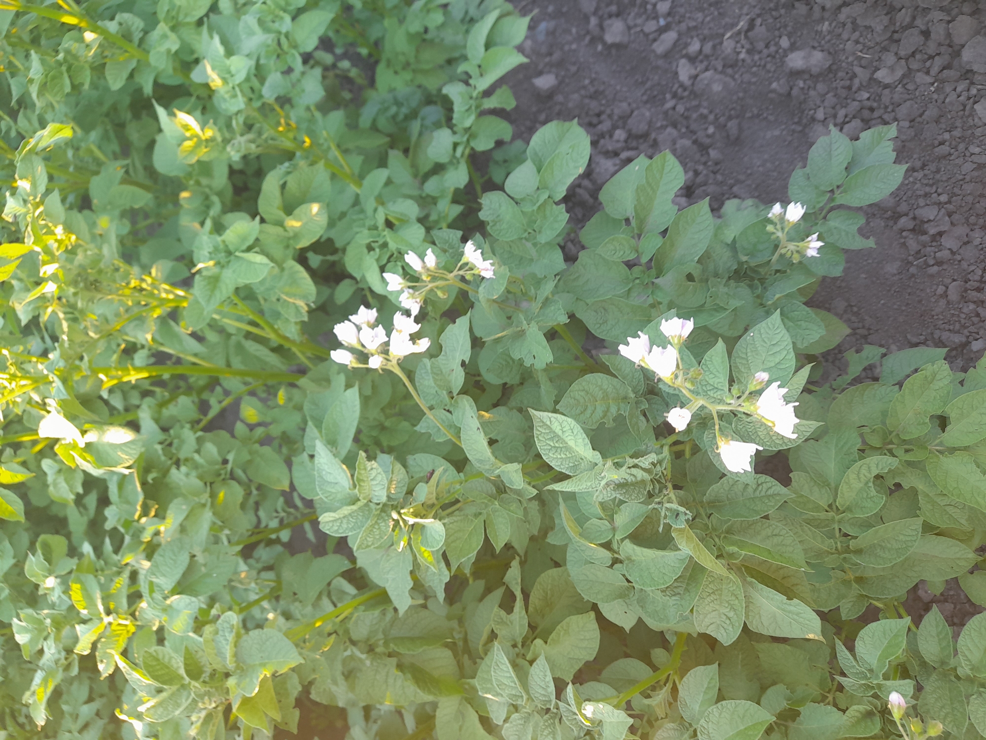 In Kliushnykivka, Ukraine, a close-up shot captures a field of potato plants under natural daylight. The potato plants, with their lush green foliage, are in bloom, displaying delicate white flowers. Some of the leaves show signs of wear, with small holes, suggesting they may have been nibbled by insects. The dark, earthy soil is visible at the bottom right of the frame, indicating the plants are growing in a cultivated field. The image is focused on the plants, with a shallow depth of field blurring the background.