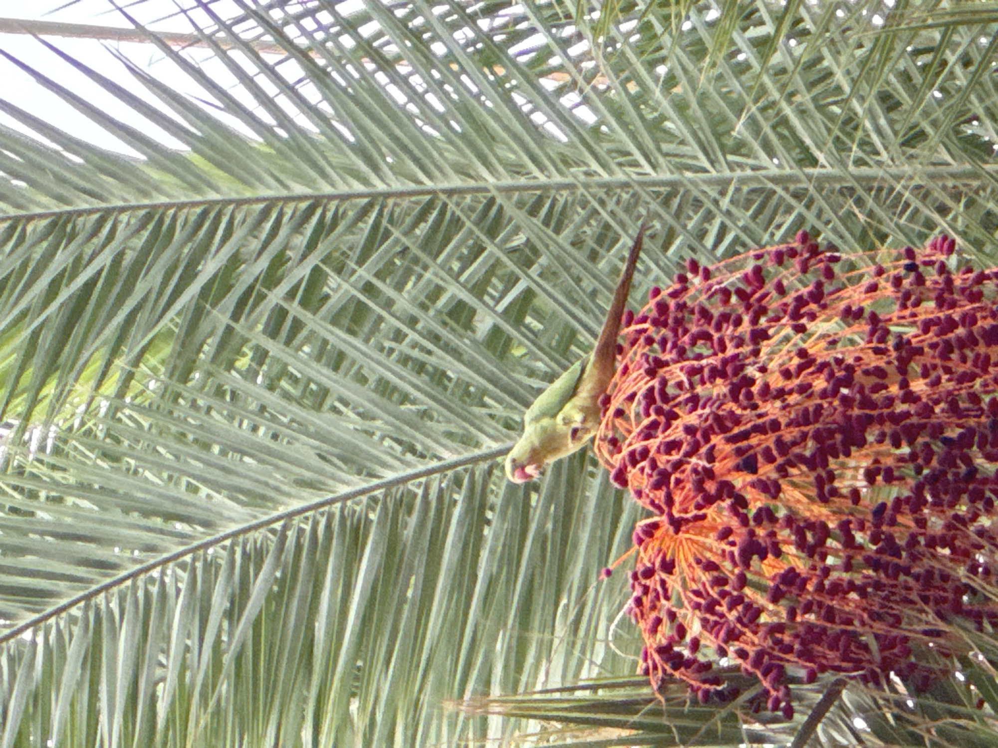 A pale green parrot with a pinkish face perches on a cluster of dark red palm dates. The parrot faces right, its head slightly turned. The dates hang in a dense cluster, connected by thin, orange-red stems, beneath a broad frond of a palm tree. The frond, with its long, thin, green leaves, is in the foreground and background, creating a layered effect. The lighting suggests an outdoor scene, possibly during the day, with the sky visible through the fronds. The location is Unknown, Unknown.