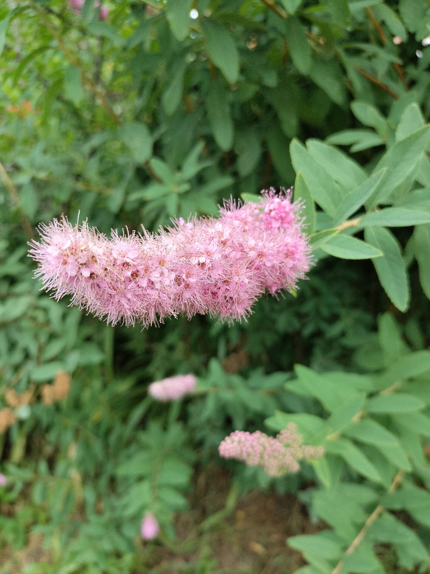 A close-up, eye-level shot captures a fluffy, elongated pink flower cluster extending from a branch on the left side of the frame. The flower is a soft pink and has many delicate, thin stamens protruding outwards, giving it a feathery appearance. The background is a blur of green foliage, with some hints of other smaller pink flowers scattered throughout. The lighting is soft, suggesting it might be an overcast day or the flowers are in shade. The overall impression is one of natural beauty and softness. The location is Unknown, Unknown.