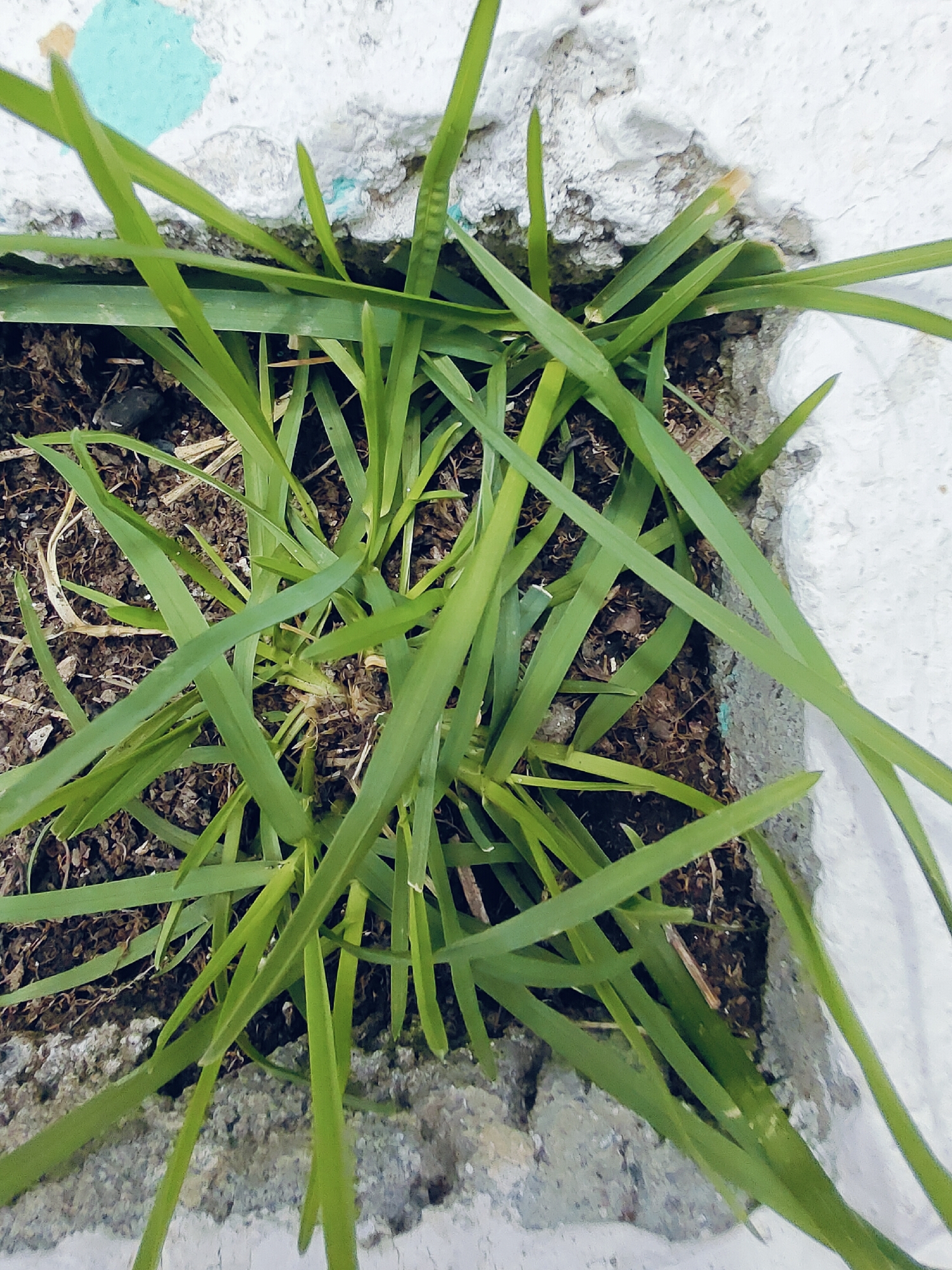 The image shows a patch of green grass growing in a crack of a weathered, textured concrete surface. The concrete has areas of white paint and a turquoise-blue painted section visible at the top. The grass is lush and appears to be growing out of dark soil mixed with some dry organic matter. The composition is a close-up, top-down view of the grass and concrete. There are no people or animals visible. The scene appears to be outdoors, possibly in an urban or garden setting, in Vashisht, India, given the context.