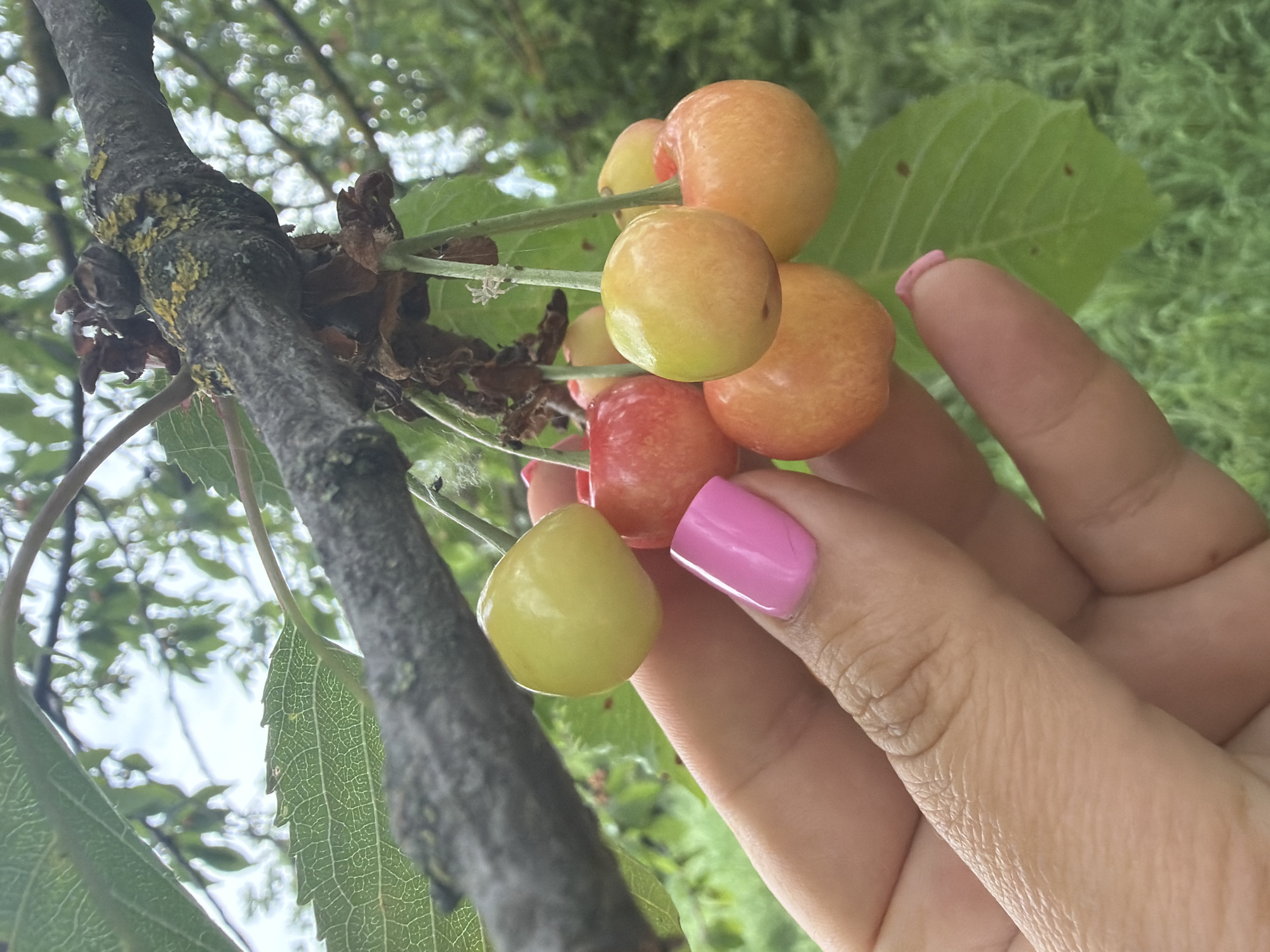 A close-up image shows a cluster of ripening Rainier cherries on a tree branch, likely in Leningradskaya, Russia given the request. A hand with pink-painted fingernails is positioned near the cherries. The cherries vary in color from yellow to orange and red. The tree branch is gray and textured, with some lichen growth. Green leaves are visible behind the cherries and hand. The background shows blurred green foliage.