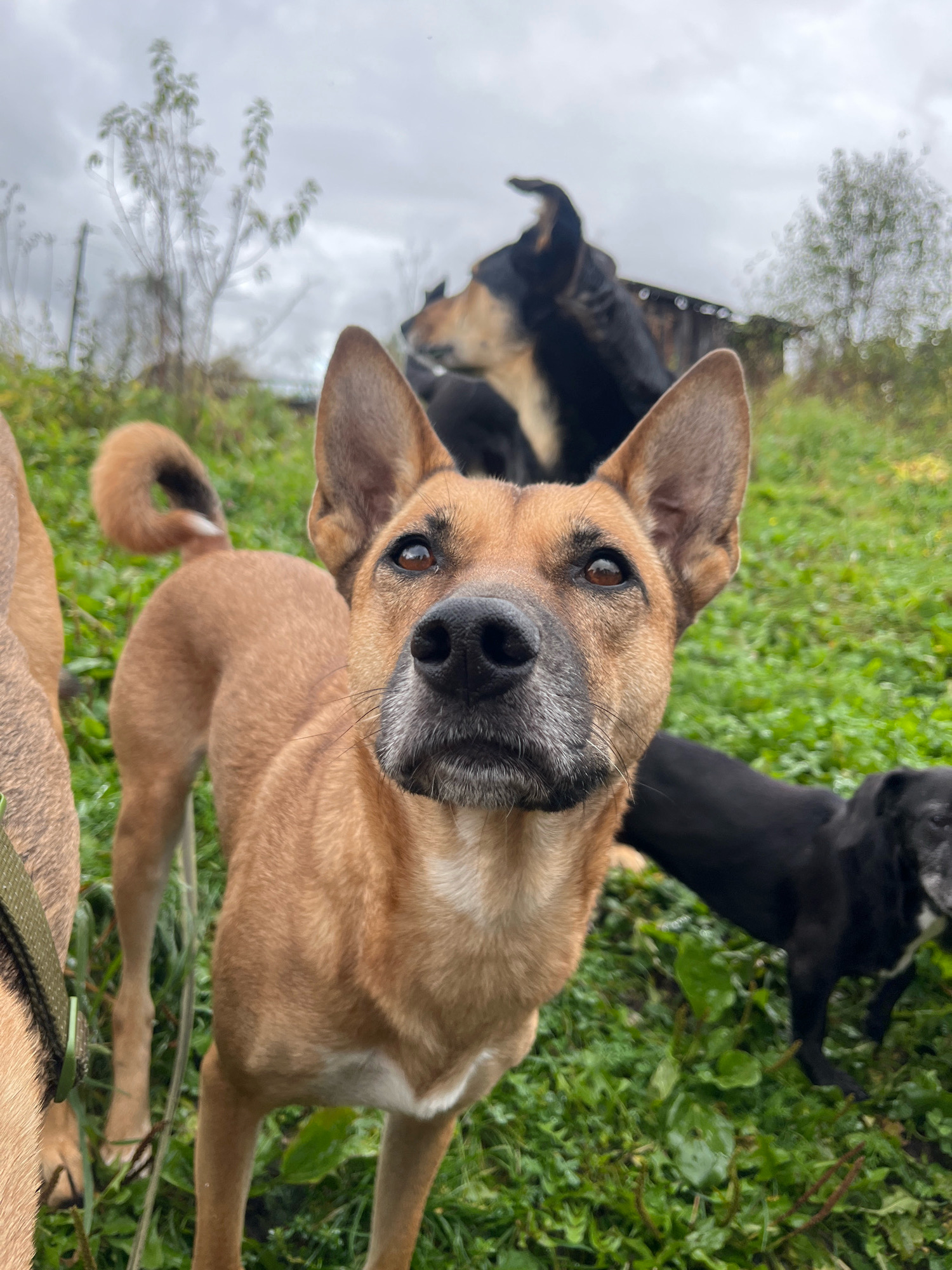 In an outdoor, grassy area, possibly a backyard or park, under an overcast sky, a medium-sized, tan-colored dog with large ears and a curled tail stands close to the camera, looking directly at the viewer. Its snout and muzzle are prominent in the foreground. To the left, a portion of another tan-colored dog is visible. In the background, a larger black and tan dog is partially obscured, and a small black dog is visible to the right. Vegetation, including grass and some plants, covers the ground. A rustic wooden structure, possibly a shed or fence, is visible in the distance behind the dogs. The scene is devoid of any specific identifiable landmarks or features that would associate it with Nizhny Tagil, Russia.