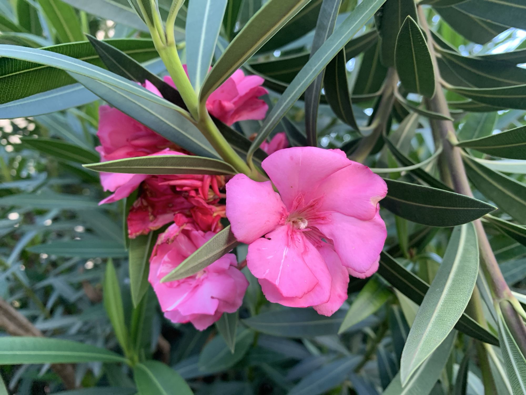 The image is a close-up shot of vibrant pink oleander flowers blooming amidst lush green foliage. The flowers are multi-petaled and display a bright, almost fuchsia hue. Some of the petals show subtle white streaks or markings. The leaves are elongated and lance-shaped, with a deep green color and prominent central veins. The stems are a lighter green, with a slightly woody texture visible in some areas. The background is a blur of green and dappled light, suggesting an outdoor setting with sunlight filtering through the leaves. There are no people or man-made objects visible in the frame. The setting appears to be a natural or cultivated garden environment, possibly in a warm climate, consistent with the oleander plant's growth requirements. The image does not contain any specific details that would allow for its localization to Kuru Karama, Nigeria, or any other specific city.