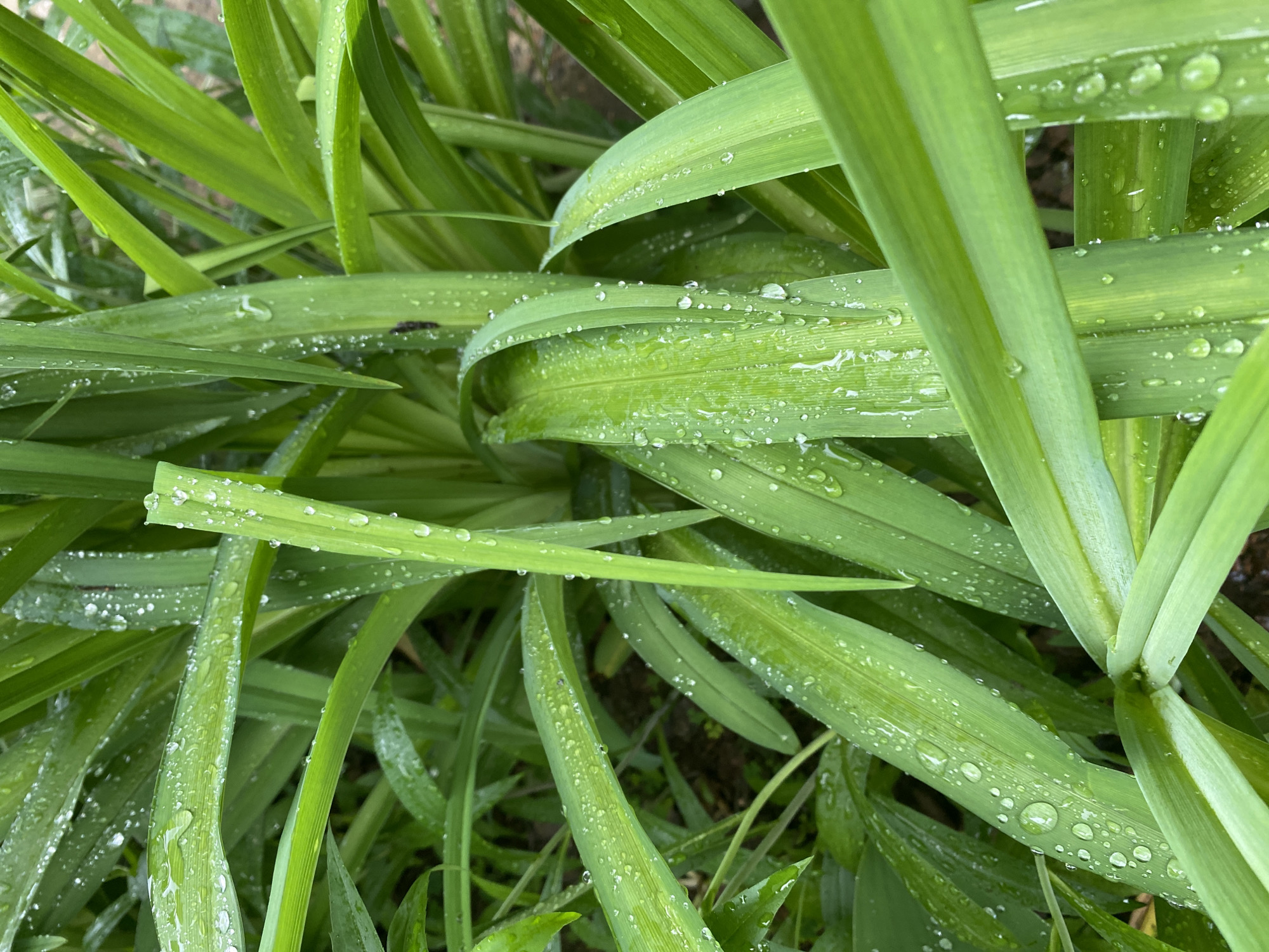 A close-up view of green leaves with water droplets. The leaves are long and thin, and they are covered in small, clear droplets of water. The scene is brightly lit, and the leaves are a vibrant green color. The context location in the city of Chaikovsky, Russia is not evidenced in the image. No people, subjects, objects, actions, or interactions are identifiable other than the leaves and water droplets. The environment is natural and humid.