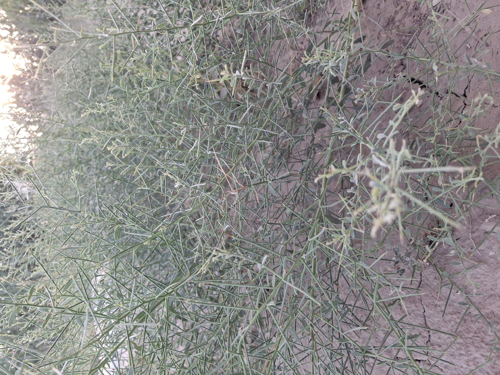 The image shows a dense thicket of thorny, green, spindly vegetation growing out of dry, cracked soil. The plants have numerous thin branches covered in small, sharp thorns and sparse, needle-like leaves. In the background, the setting sun is visible, casting a warm glow through the foliage. The scene appears to be a natural, uncultivated area. The location is the city of Ko`kdala, Uzbekistan.