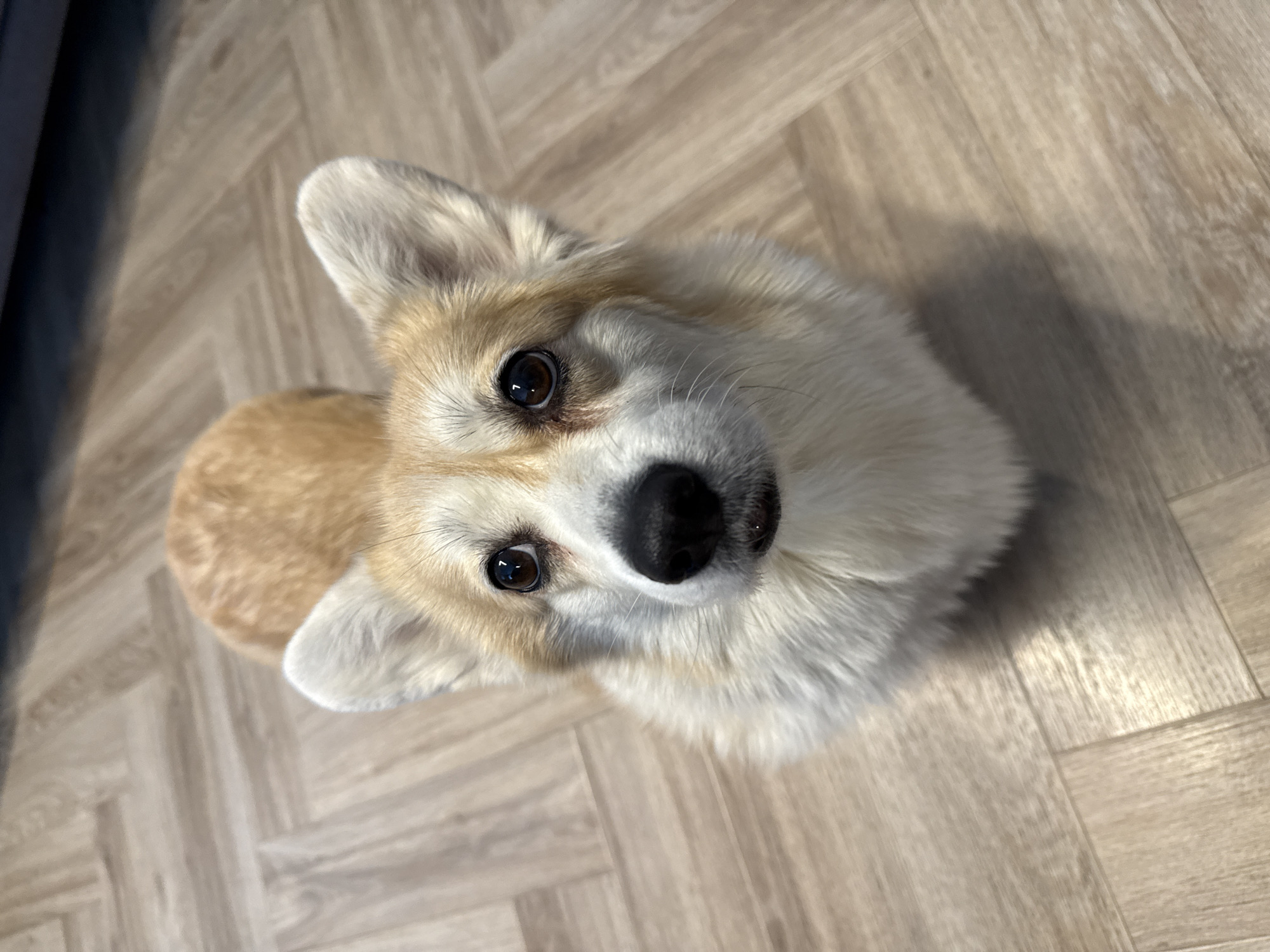 A corgi dog is on a wooden floor. The dog is tan and white with pointy ears and a black nose. The dog is looking up at the camera. The floor is light brown and has a wood grain pattern. There is a black object in the background on the left. The image was not taken in Krasnoyarsk, Russia.