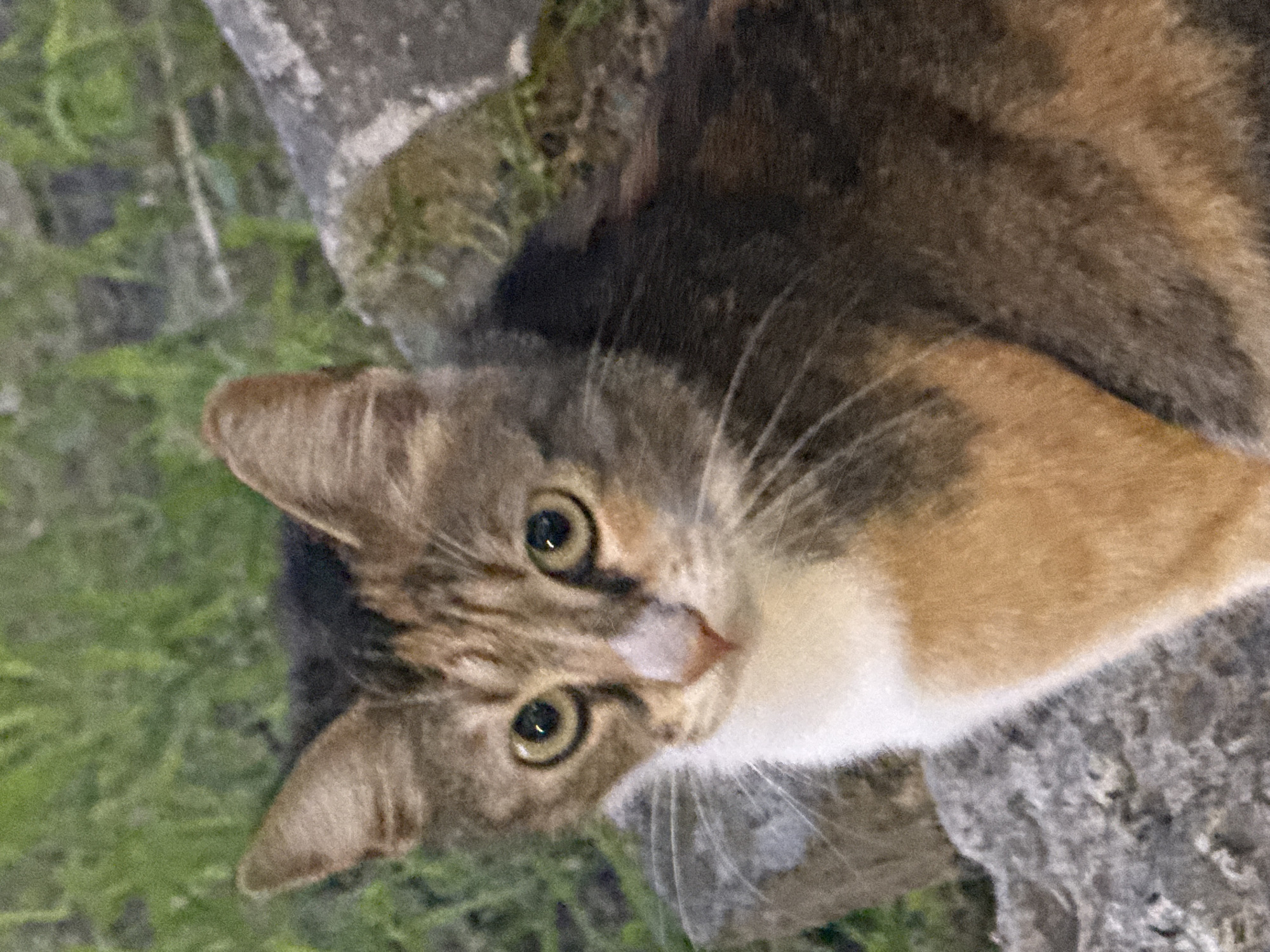A close-up image shows a calico cat looking up at the camera. The cat has green-gold eyes, a pink nose, and white fur on its chest. The fur is a mix of brown, black, and orange. The cat is standing on a grey stone surface, with green vegetation visible in the background. The location is Unknown, Unknown.