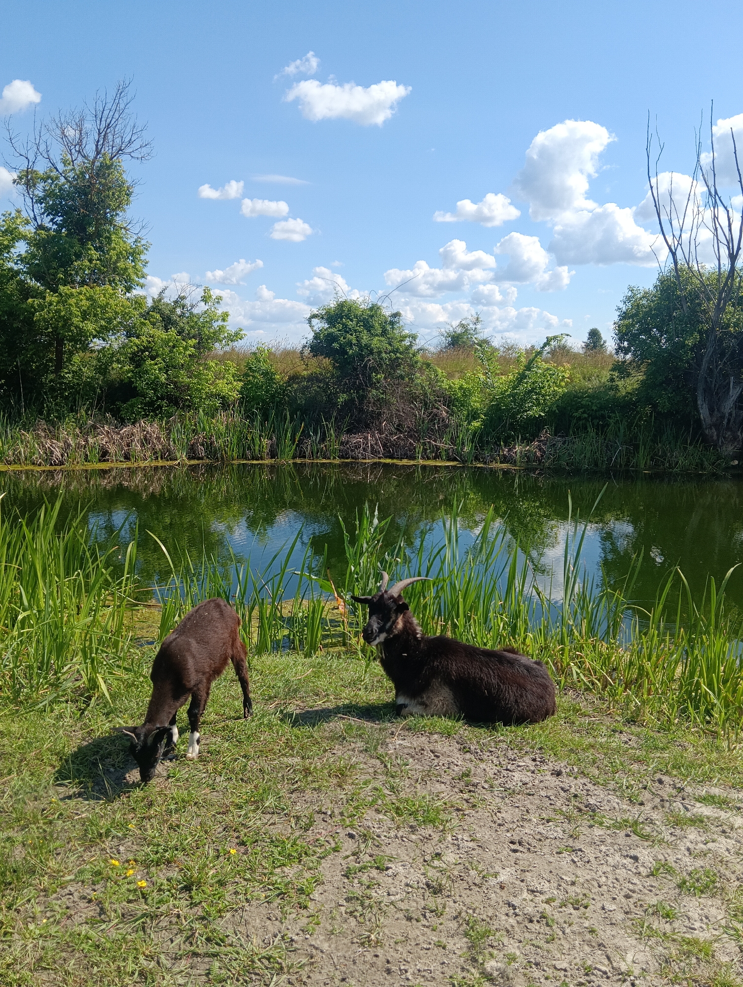 The image depicts a serene natural scene with two goats by a body of water. In the foreground, a dark brown goat is grazing on the grassy bank, its head lowered to the ground. To its right, a larger, black goat is resting, lying down on the same grassy area, with its head raised and looking towards the left.
The setting is a lush green landscape with a calm, dark green body of water reflecting the blue sky and scattered white clouds. Tall reeds and other vegetation grow along the edge of the water, creating a natural barrier. In the background, a dense line of trees and bushes forms a natural backdrop, with some bare, dead branches visible among the foliage, suggesting a mixed landscape. The sky is a vibrant blue, dotted with fluffy white clouds, indicative of a bright and sunny day.
The overall mood of the image is peaceful and tranquil, capturing a quiet moment in nature. The sunlight suggests it is likely daytime, possibly late morning or afternoon. There is no visible text in the image. The location appears to be a rural or semi-wild area, possibly a canal or a slow-moving riverbank, given the vegetation and the stillness of the water.
