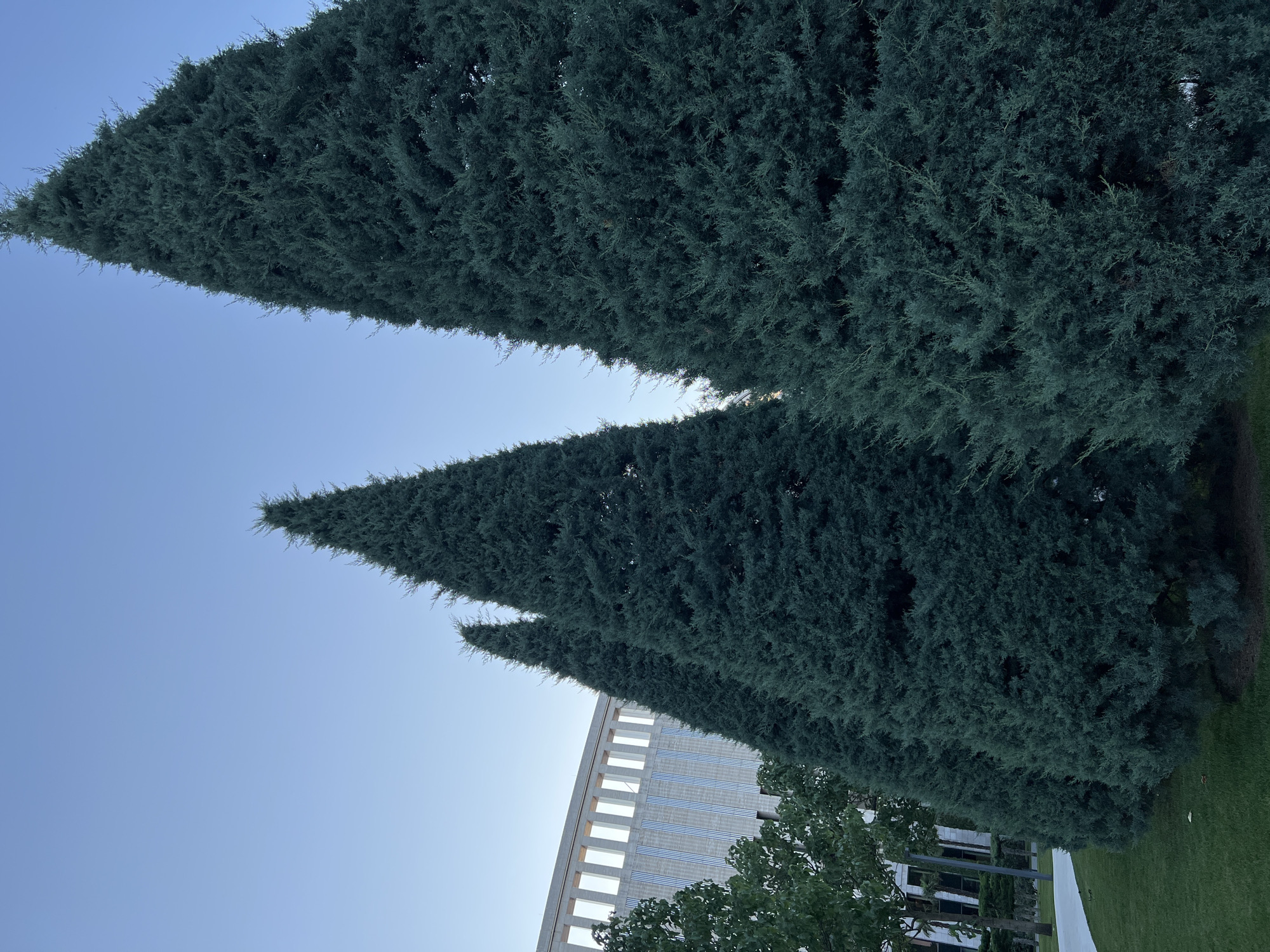 The image depicts a row of tall, conical evergreen trees with a modern, white building visible behind them. The trees are dense and dark green, filling the foreground and midground of the image. A patch of green grass is present in the lower left corner, with a paved walkway curving into the scene. The building has a contemporary architectural style with horizontal window-like openings and vertical blue accents. The sky above is a clear, pale blue. The scene appears to be outdoors in a well-maintained urban or park-like setting. The location is identified as the central alley of the "Park of the 30th Anniversary of the Victory" in the city of Krasnodar, Russia. There are no people visible in the image.