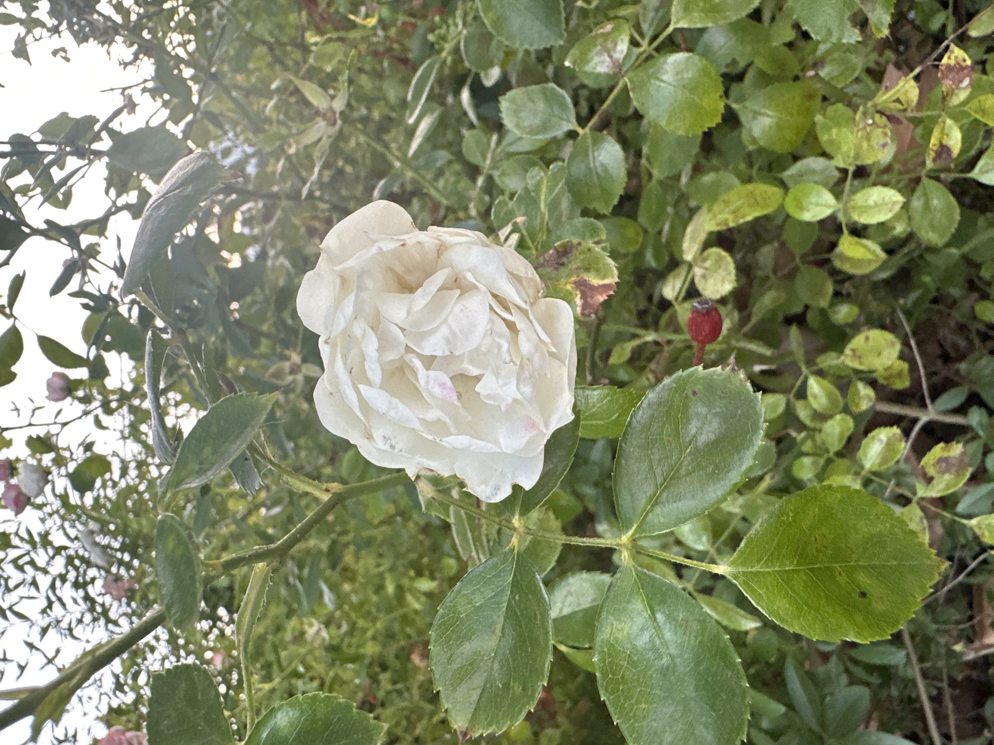 A close-up, eye-level shot captures a creamy white rose in bloom, its petals tinged with pale pink. The rose is centrally located, slightly to the right of the frame, and appears to be the primary subject. Surrounding the rose is a dense arrangement of green leaves, some of which show signs of browning or discoloration, hinting at the changing seasons. A single, small, red rosehip is visible to the left of the main bloom. The background is filled with more foliage and branches, with some blurred pink and white flowers in the upper left, suggesting a garden setting. The lighting suggests it is either early morning or late afternoon, with soft sunlight filtering through the leaves, creating a gentle glow. The scene is set in a garden within the city of Krefeld, Germany.