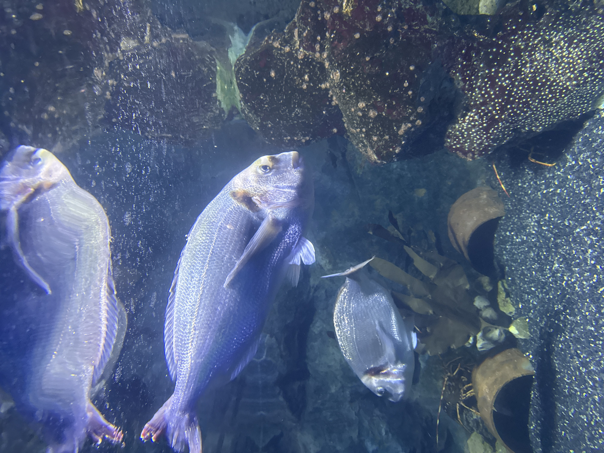 The image shows three silver bream fish in an aquarium. The fish are swimming near rocks and clay pots. The location is likely the aquarium inside ZSL London Zoo.