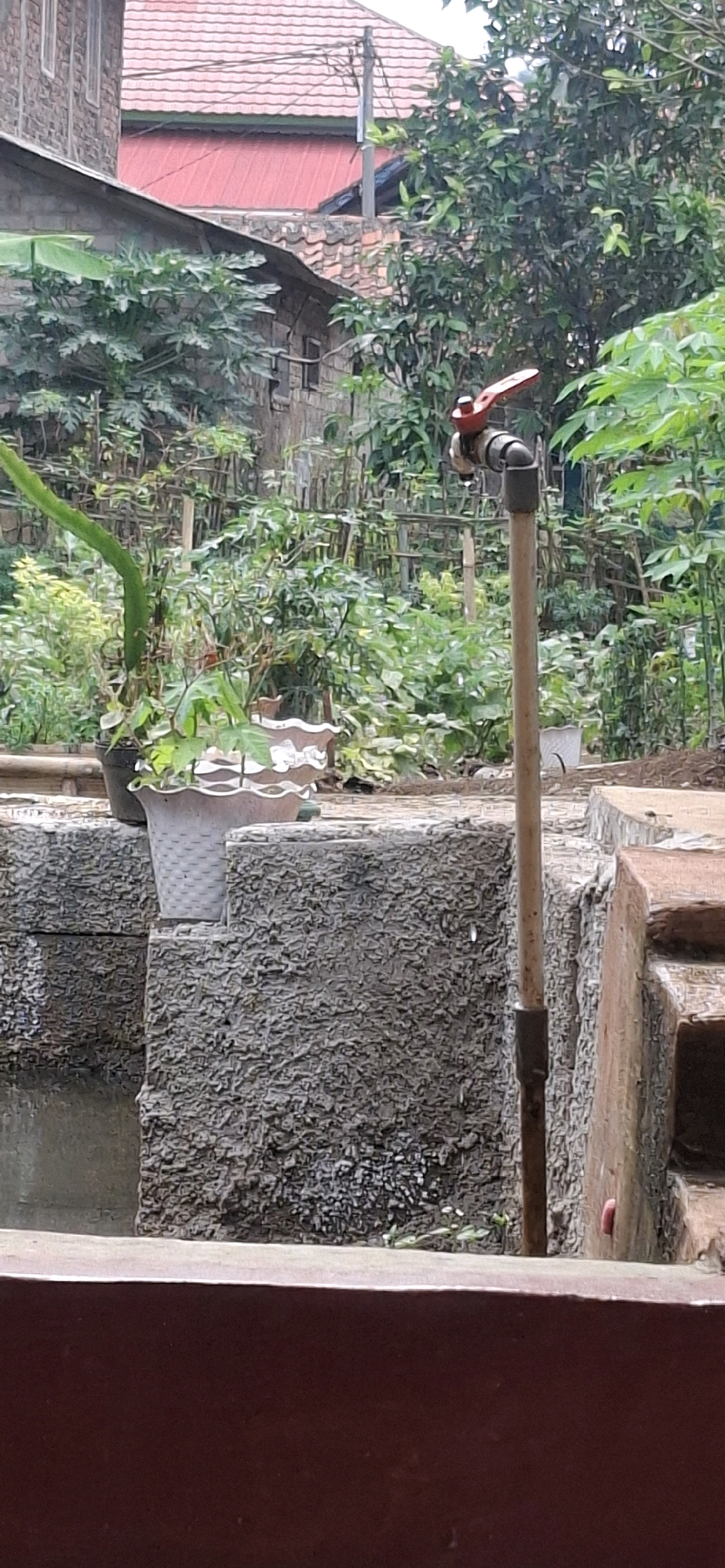 The image depicts an outdoor scene in Cilaku, Indonesia, featuring a water faucet on a pipe with a red handle. The faucet appears to be dripping water, with a single drop visible. Surrounding the faucet is a textured concrete structure, possibly part of a garden or water feature, with plants in pots situated on it. In the background, lush green foliage and vegetation are abundant, suggesting a garden or natural environment. Beyond the greenery, a brick building with a red tiled roof is partially visible, indicating a residential or urban setting. The overall impression is one of a functional outdoor space with natural elements.
