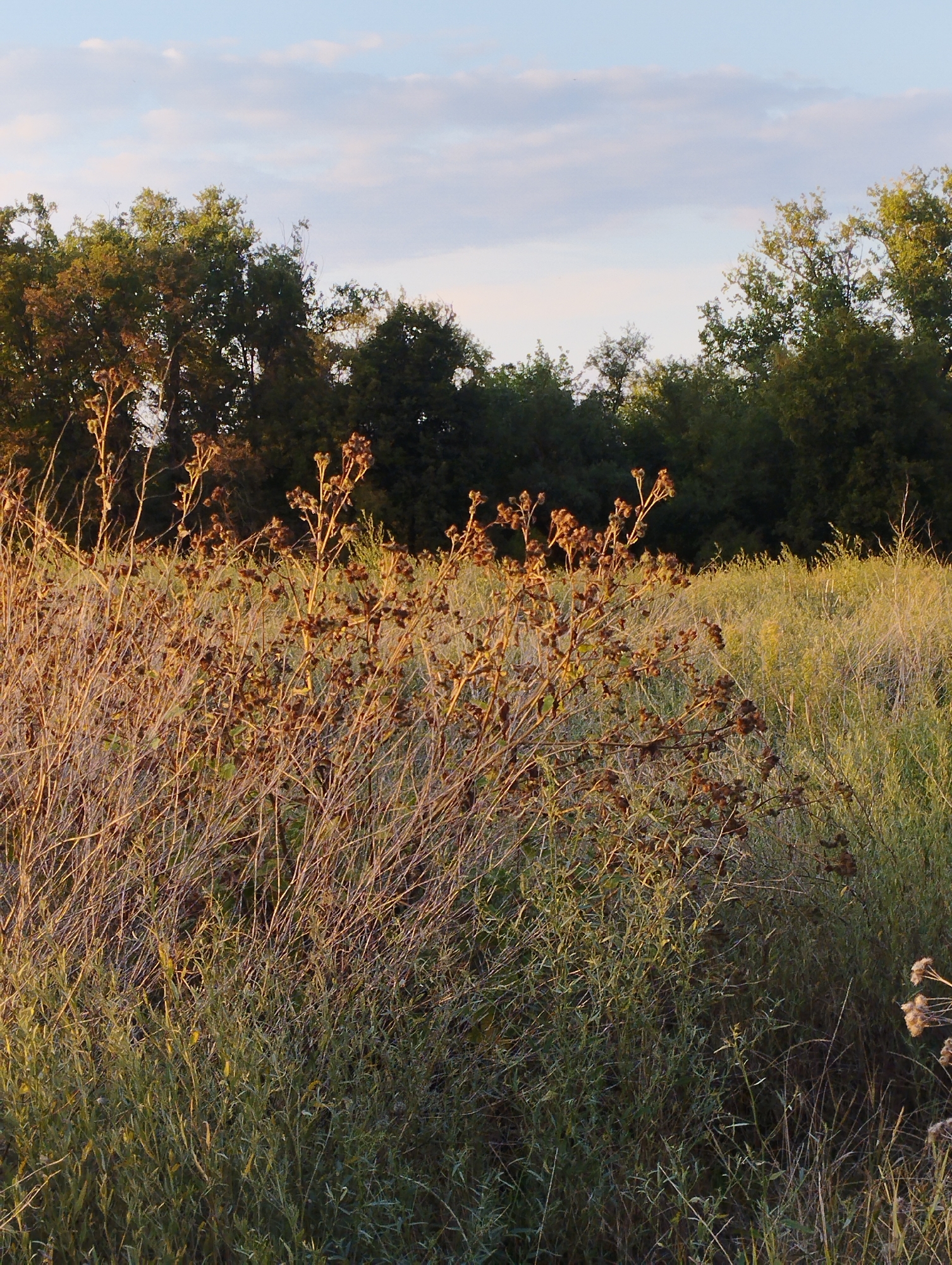 The image captures an outdoor scene in Hospozín, Czechia, featuring a field of dry, tall grass and thorny plants in the foreground, bathed in the warm light of what appears to be sunset or sunrise. A line of dense, dark green trees forms the background, with a pale blue sky with scattered white clouds above. The foreground vegetation is characterized by its autumnal hues of golden brown and dry straw, with prominent thorny seed heads. The overall impression is one of a natural, somewhat wild landscape during a transitional season. There are no people or animals visible in the image.
