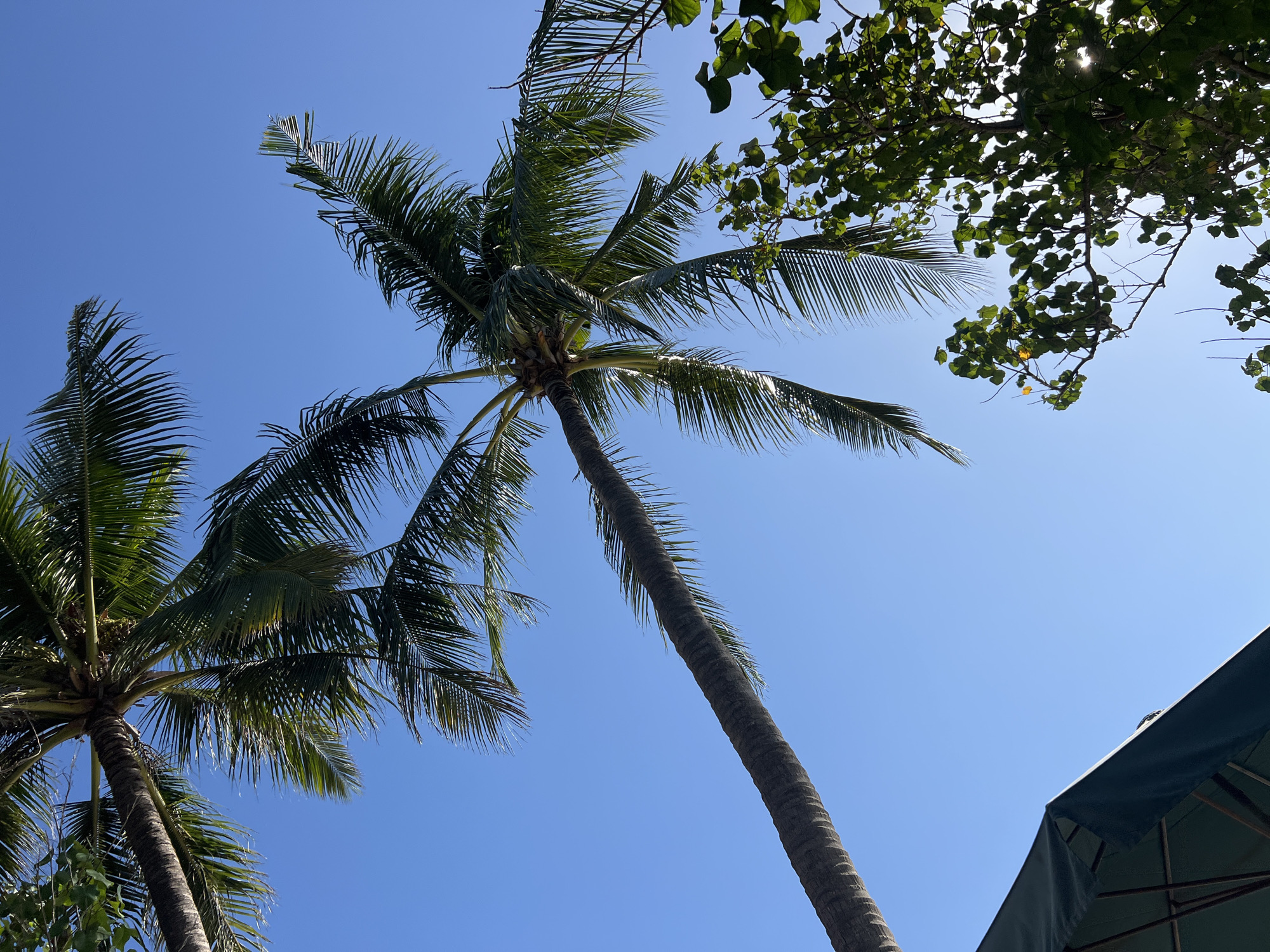 An upward-facing shot captures a clear blue sky with several palm trees reaching towards it. One palm tree trunk, textured with its characteristic rough bark, extends diagonally from the bottom left to the upper right of the frame. Its fronds are spread out, some casting shadows, and appear to be in motion. Another palm tree is visible in the upper left corner, its fronds also reaching into the sky. To the right of the main palm tree, a cluster of green leaves and branches from another tree is illuminated by the sun, with rays of light filtering through the foliage. In the bottom left corner, a portion of a dark green umbrella is visible, its ribbed structure apparent. The scene evokes a tropical atmosphere, likely in a place like Kuta, Indonesia, given the presence of palm trees and the bright, clear sky.