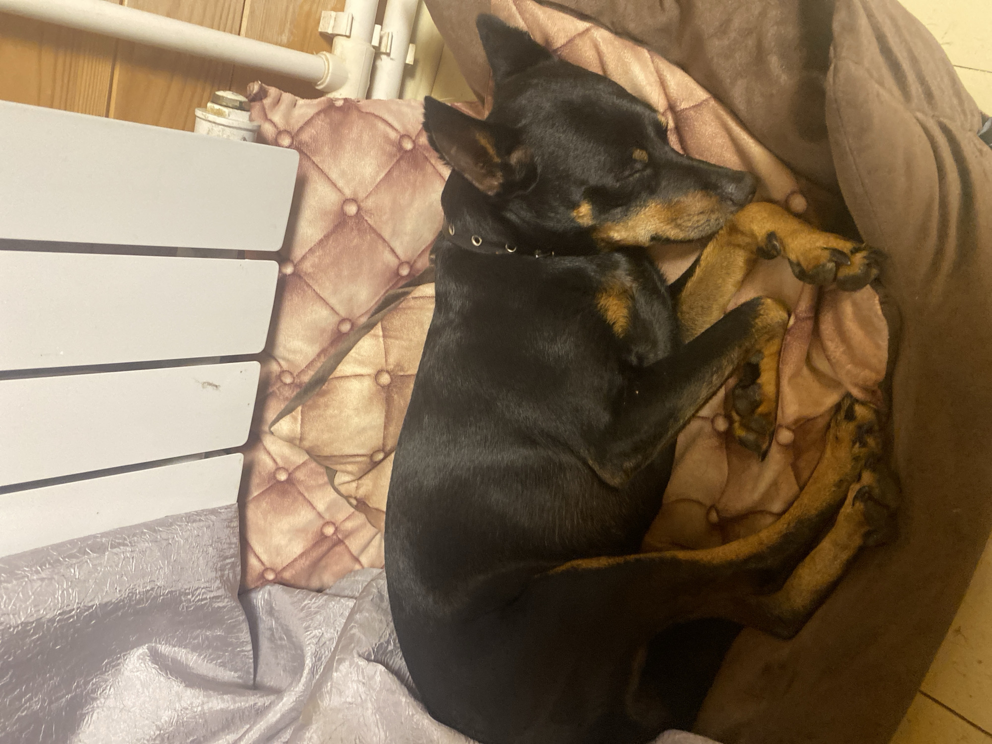 A black and tan dog is sleeping on a dog bed in an indoor setting. The dog is curled up on its side, with its head resting on its paws. The dog bed is a light brown color with a quilted pattern. Behind the dog bed, there is a white radiator and a light purple curtain. The floor is tiled. The scene appears to be in an apartment in the city of Mitino, Russia, as indicated by the radiators which are commonly found in Russian apartments.