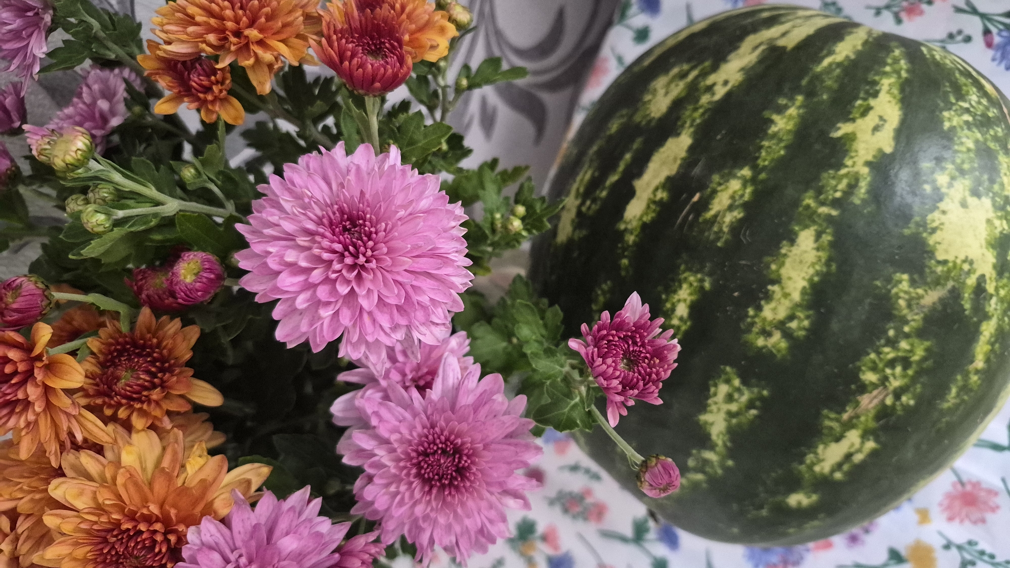 A close-up, overhead shot captures a partially visible watermelon with dark green and yellow stripes, positioned on a floral patterned tablecloth. A bouquet of chrysanthemums in shades of pink, orange, and red is arranged above and behind the watermelon, with some flowers cascading down towards it. The background includes a hint of a grey patterned surface. The scene is indoors, likely on a table, and there are no people or actions depicted. The image does not provide any specific location details within Krauja, Latvia.