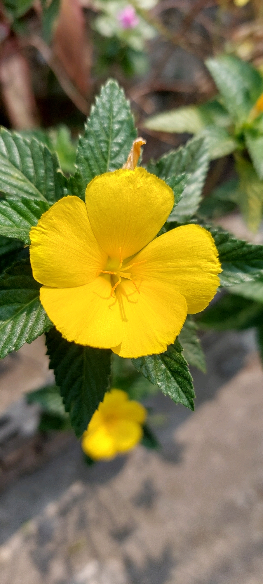 In the foreground, a vibrant yellow flower with five petals is in sharp focus. The flower has a fuzzy yellow stamen at its center. The petals are slightly cupped and have a delicate, crepe-paper-like texture. Surrounding the main flower are dark green leaves with serrated edges, providing a contrasting backdrop. The background is blurred, but hints of other foliage and a reddish-brown element suggest a garden or natural setting. In the mid-ground, another yellow flower is visible, out of focus, adding depth to the scene. The ground below is a muted gray, possibly concrete or stone, with dappled shadows. The lighting indicates it is daytime, with sunlight illuminating the main subject. There are no people or animals present in the image.