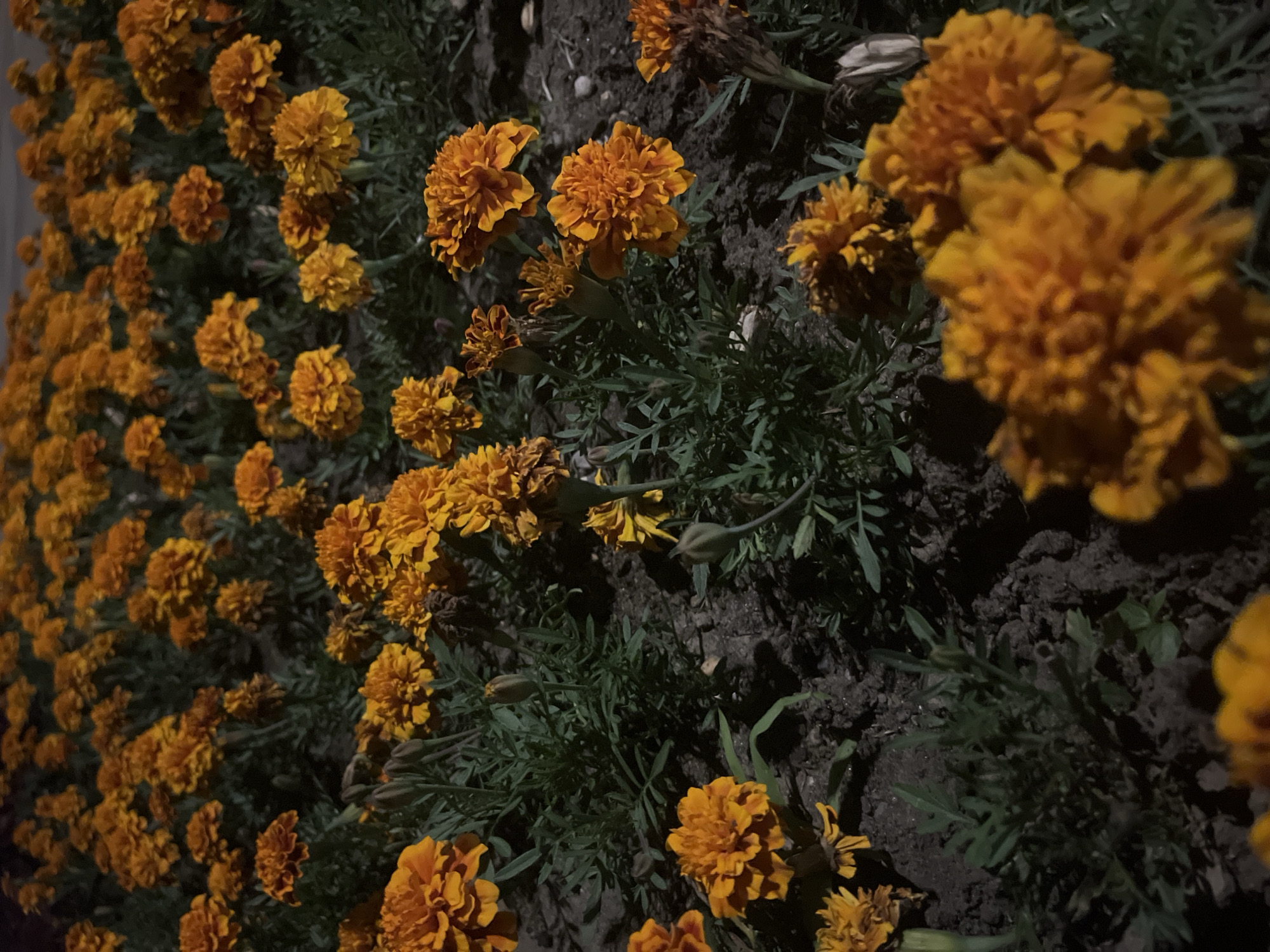 The image shows a close-up, low-angle shot of a flowerbed filled with marigolds. The flowers are predominantly orange and yellow, with some buds and wilting blooms visible. The foliage is a deep green, and the soil is dark and appears moist. The lighting suggests it is nighttime, with artificial light sources casting shadows and highlighting the textures of the petals and leaves. There are no people or any other discernible objects present. The scene is likely a public or private garden, or a park, within the city of Krasnodar, Russia, given the context provided.