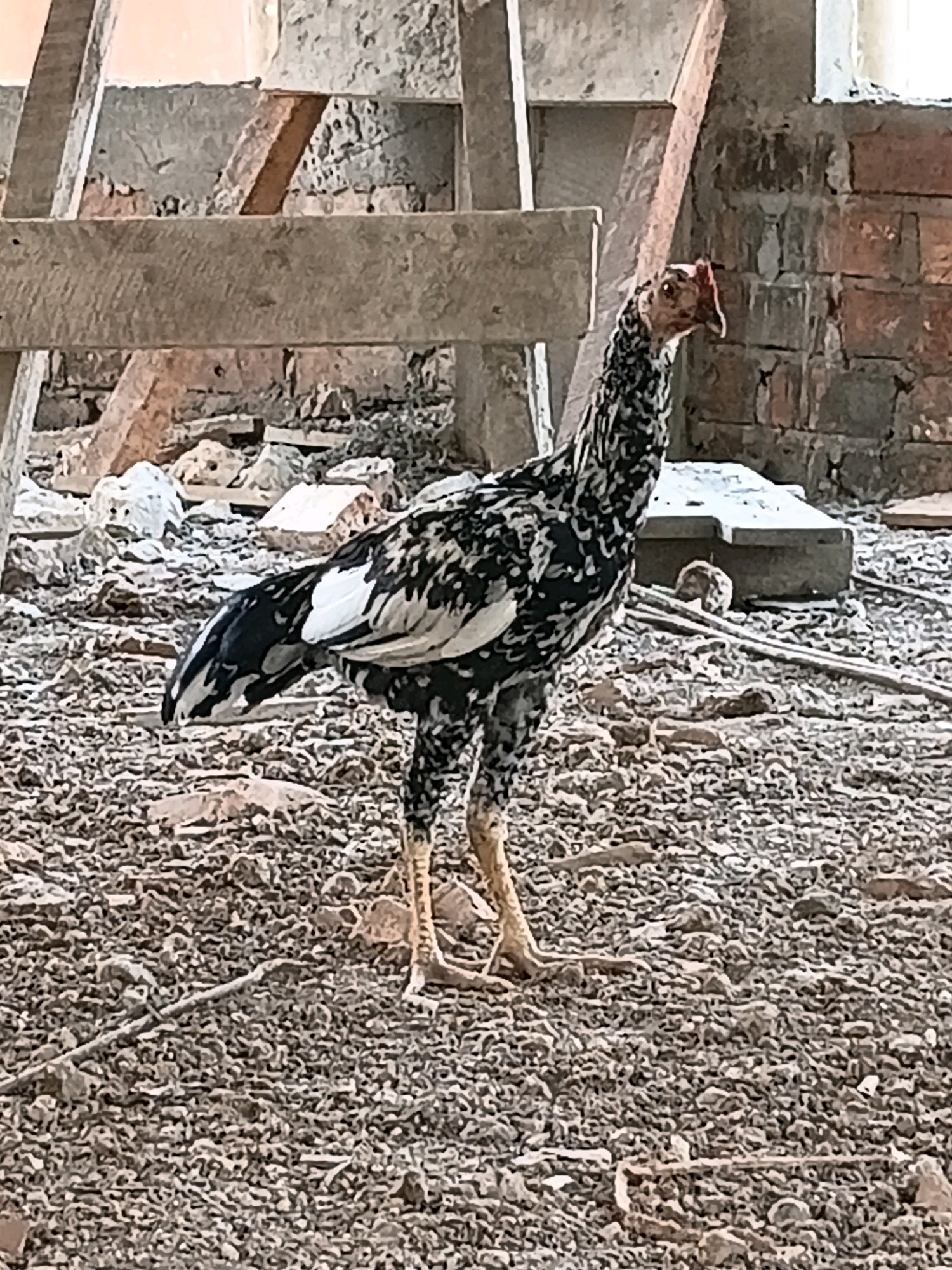 An ashy-colored rooster with black and white markings stands on a gravelly ground. The rooster has a red comb and wattles. Behind the rooster, there is a brick wall and wooden planks, suggesting it is in an outdoor construction area or yard. The ground is covered with small stones, debris, and a few scattered twigs. The scene appears to be an unpaved area in a residential or industrial part of Margo Rukun, Indonesia.