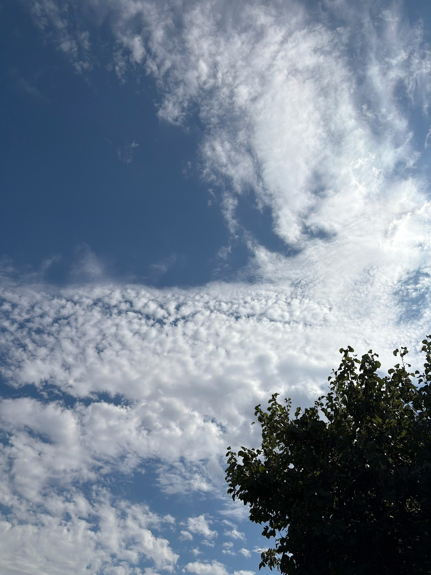 A vertical, eye-level outdoor shot depicts a section of a dark green, leafy tree silhouetted against a bright, blue sky filled with white, wispy clouds. The tree occupies the bottom right quadrant of the image, its dense foliage obscuring much of what is behind it. The sky above and to the left of the tree is dominated by a variety of clouds, ranging from thin, feathery cirrus clouds stretched across the upper portion to more puffy cumulus clouds scattered lower down. Sunlight shines through gaps in the clouds, creating brighter patches and illuminating the cloud edges. The scene is devoid of any people or human activity. The location is identified as Oxentea, Moldova.