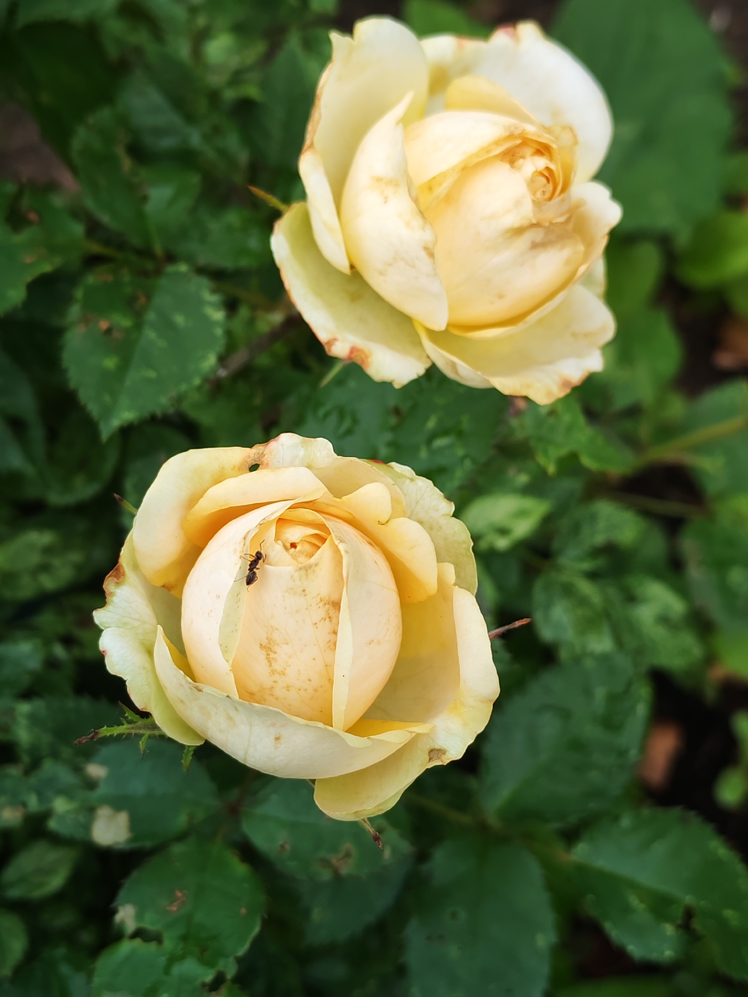 The image features two pale yellow roses in a garden setting. One rose is in the foreground, slightly to the left of the frame, with its petals partially unfurled. A small black ant is visible crawling on the inner petals of this rose. The second rose is positioned above and to the right of the first, also with open petals, but appearing slightly more wilted or faded. Both roses have hints of brown on their edges. The background is filled with dark green rose leaves, some of which show signs of damage or browning. The overall impression is a close-up view of roses in a garden, possibly after a rainfall, as suggested by some droplets on the leaves. The lighting suggests it could be daytime, with natural light illuminating the scene. The setting is an outdoor garden, likely in Chaikovsky, Russia. No text is visible in the image.