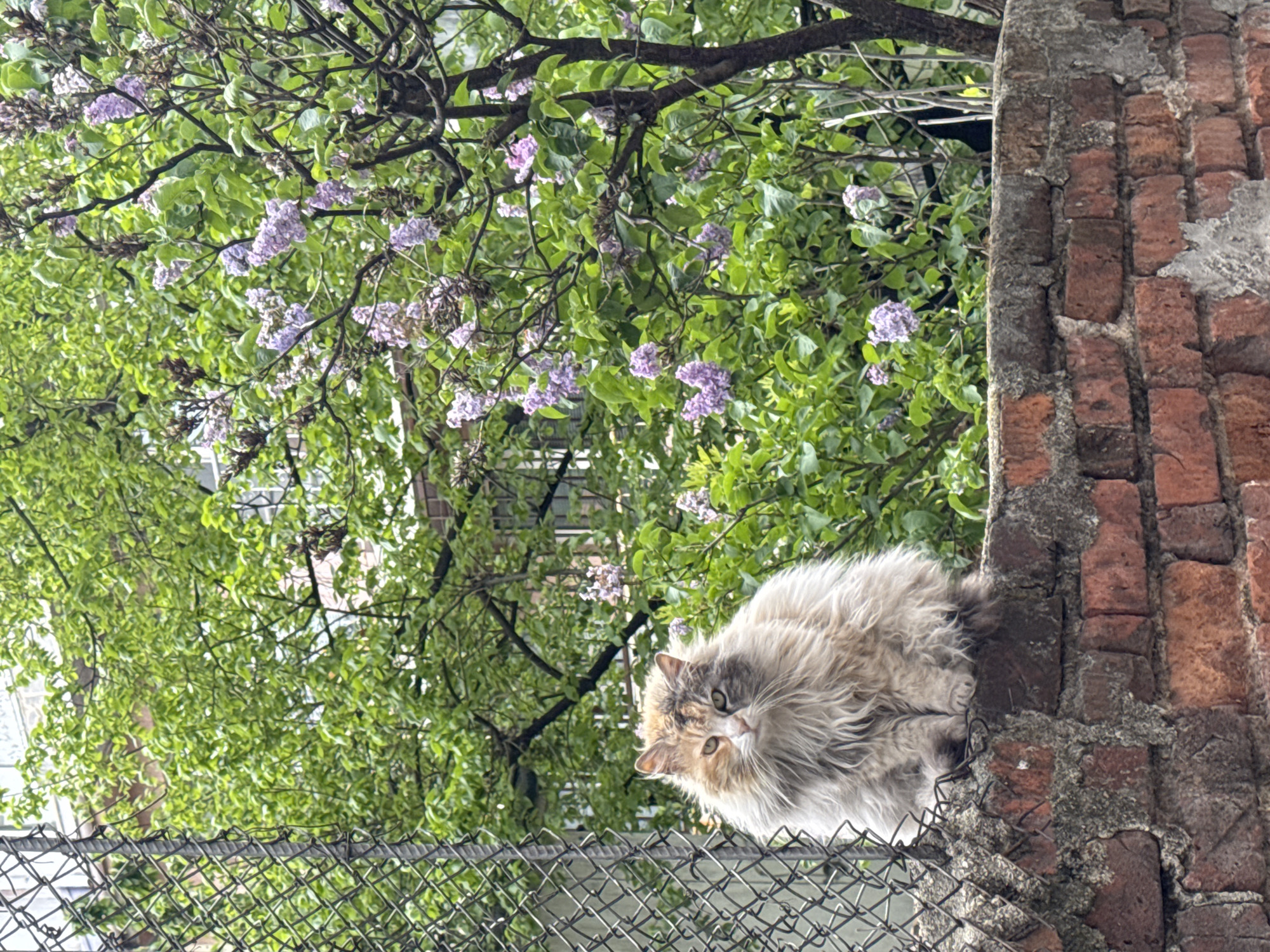 A fluffy, multi-colored cat, predominantly grey and cream with some brown patches, is perched on top of a weathered brick wall, looking directly at the viewer with bright green/amber eyes. The cat's fur is thick and appears slightly dishevelled. The brick wall, located on the right side of the image, features aged red bricks with crumbling grey mortar and patches of rough plaster. Below the cat and the wall, a metal chain-link fence stretches across the lower portion of the frame.
Behind the cat and the wall, a lush green tree laden with clusters of light purple flowers (resembling lilacs) dominates the background. The foliage is dense, suggesting spring or early summer. Glimpses of distant buildings can be seen through the leaves. The scene is set outdoors during what appears to be a bright, possibly overcast day, providing soft, even lighting. The location is an urban or semi-urban environment in Plovdiv, Bulgaria. No text is visible in the image.