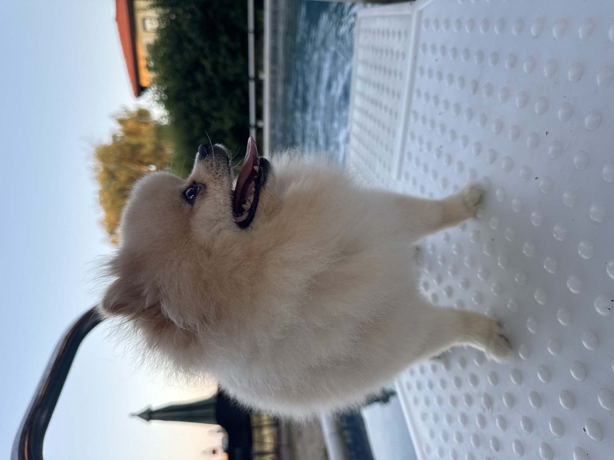 A Pomeranian dog stands on a white, textured surface next to a swimming pool. The dog is facing to the right, with its mouth open and tongue visible. The swimming pool water is blue and slightly rippled. In the background, there are green trees, a building with an orange roof, and a clear sky. The scene appears to be outdoors, possibly in a backyard. No specific location in Balchik, Bulgaria is identifiable from the image.