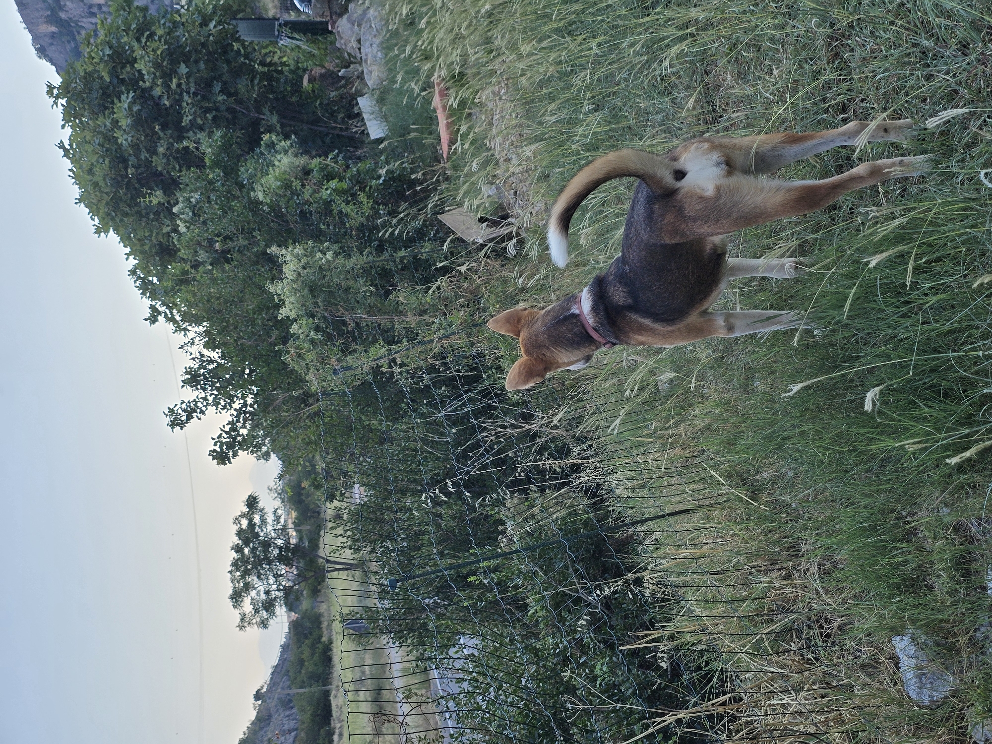A medium-sized dog with brown and black fur stands facing away from the camera in a grassy area. The dog has pointy ears, a tail curled upwards, and is wearing a pink collar. The background features a wire fence, dense green foliage, trees, and hills in the distance. The sky is a pale blue, indicating either early morning or late evening. The scene appears to be in a rural or semi-rural outdoor setting. There is no indication of the city of Podgorica, Montenegro, in the image.