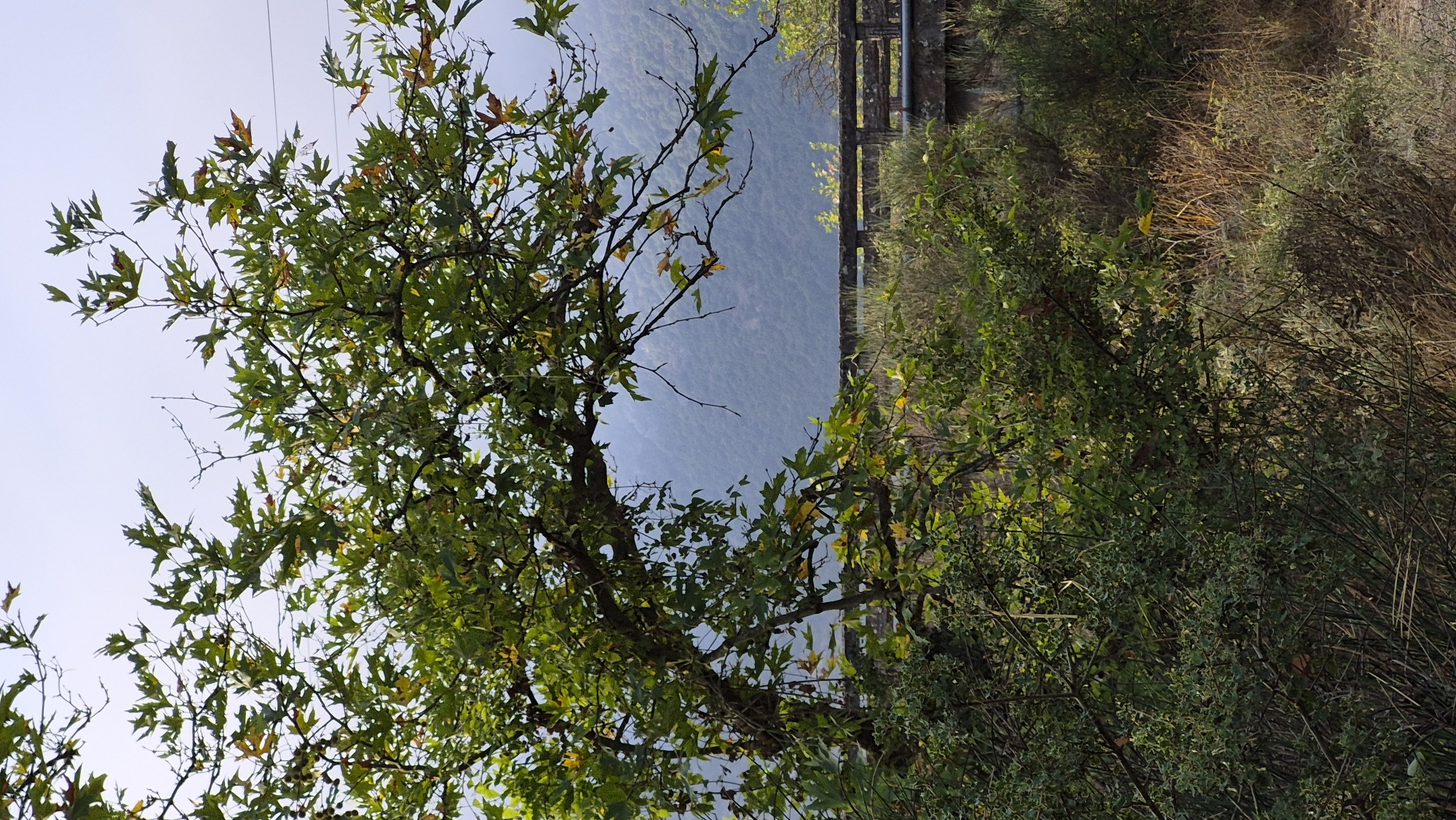 A tree with green and yellowing leaves is in the foreground, obscuring a stone bridge and a mist-covered mountain range in the background. The tree branches stretch across the image, with some leaves showing autumnal colors. The bridge appears to be made of concrete or stone blocks and has a railing. The mountain range is covered in vegetation and is shrouded in a light fog. The sky is overcast.