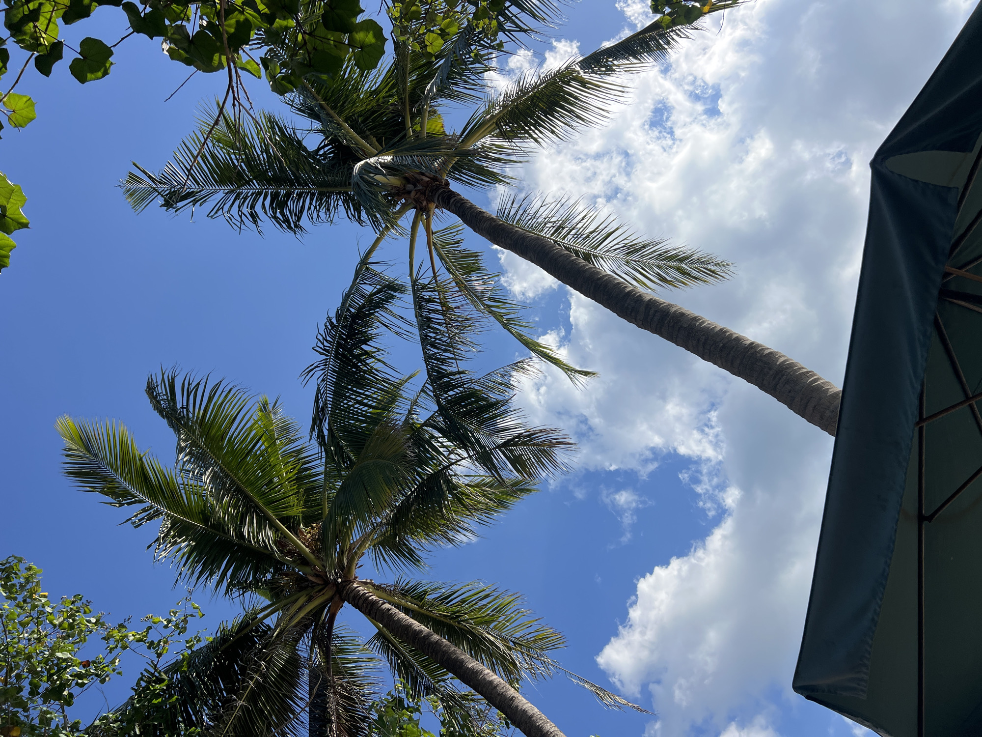 The image shows a low-angle view looking up at two tall palm trees against a bright blue sky with scattered white clouds. The fronds of the palm trees are lush and green, with some appearing to reach towards the camera. In the foreground, the top edge of a dark green umbrella is visible, with its supporting frame underneath. The overall setting suggests a tropical location, possibly a beach or resort area in Kuta, Indonesia, characterized by the presence of palm trees and an umbrella, indicative of a place for outdoor relaxation and shade. There are no people or specific actions depicted in the scene.