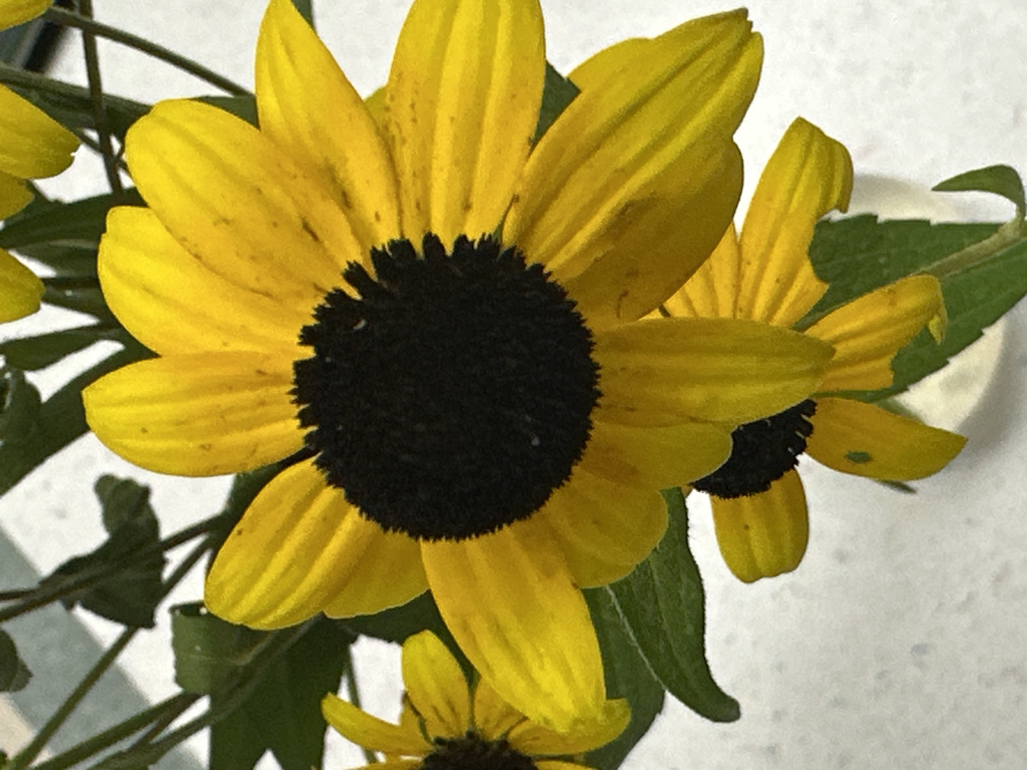 The image shows a close-up of two black-eyed Susan flowers. The main flower in the foreground is facing the viewer, with its bright yellow petals surrounding a dark brown, almost black, center. The petals are slightly curled and textured, with some appearing to have faint brown speckles. The flower is positioned to the right of the frame. Partially visible behind and to the left of the main flower is another black-eyed Susan, with its yellow petals also visible. Green leaves and stems are present in the background, some of which are out of focus. The overall background appears to be a light-colored, textured surface, possibly a tabletop or a wall, which is out of focus. The lighting highlights the vibrant yellow of the petals. There are no people or animals visible in the image. The image quality is somewhat grainy. The scene is indoors, and the flowers are likely in a vase. There is no identifiable information within the image that would suggest its location in Harrisburg, United States of America.