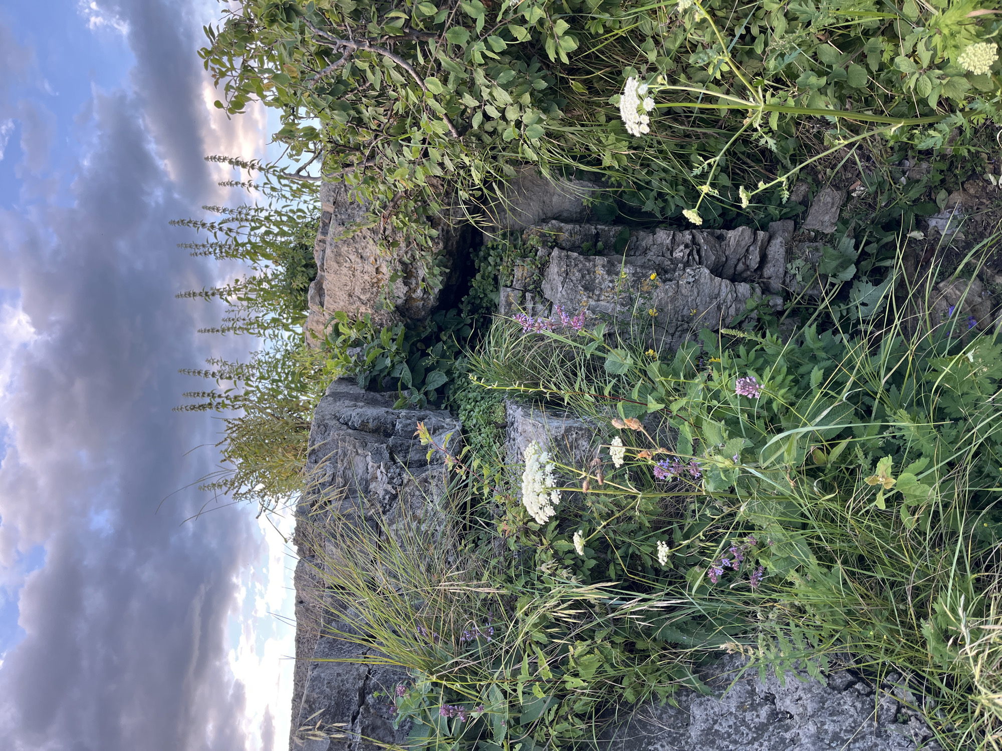The image depicts a natural scene with rocky outcrops and abundant greenery, featuring various plants and flowers. In the foreground, rough grey rocks are visible, covered in patches of grass and smaller plants. The midground is dominated by more rocks and dense vegetation, including tall grasses and leafy plants. Several small flowers, some white and others purple, are scattered amongst the foliage. In the background, a rocky cliff face rises, partially obscured by lush green leaves and branches from a larger plant.
To the left of the image, the sky is visible with dramatic clouds. The clouds are a mix of dark grey and lighter white, with hints of sunset light breaking through in the upper right portion of the sky. The lighting suggests it is either early morning or late afternoon.
The scene appears to be a wild, untamed landscape, possibly a hillside or a rocky trail. The abundance of vegetation indicates a temperate climate and likely a period of growth, such as summer or early autumn. The presence of wild flowers and grasses suggests a natural, uncultivated environment. The overall mood is one of natural beauty and tranquility. There is no visible text in the image. The location context is Kislovodsk, Russia.