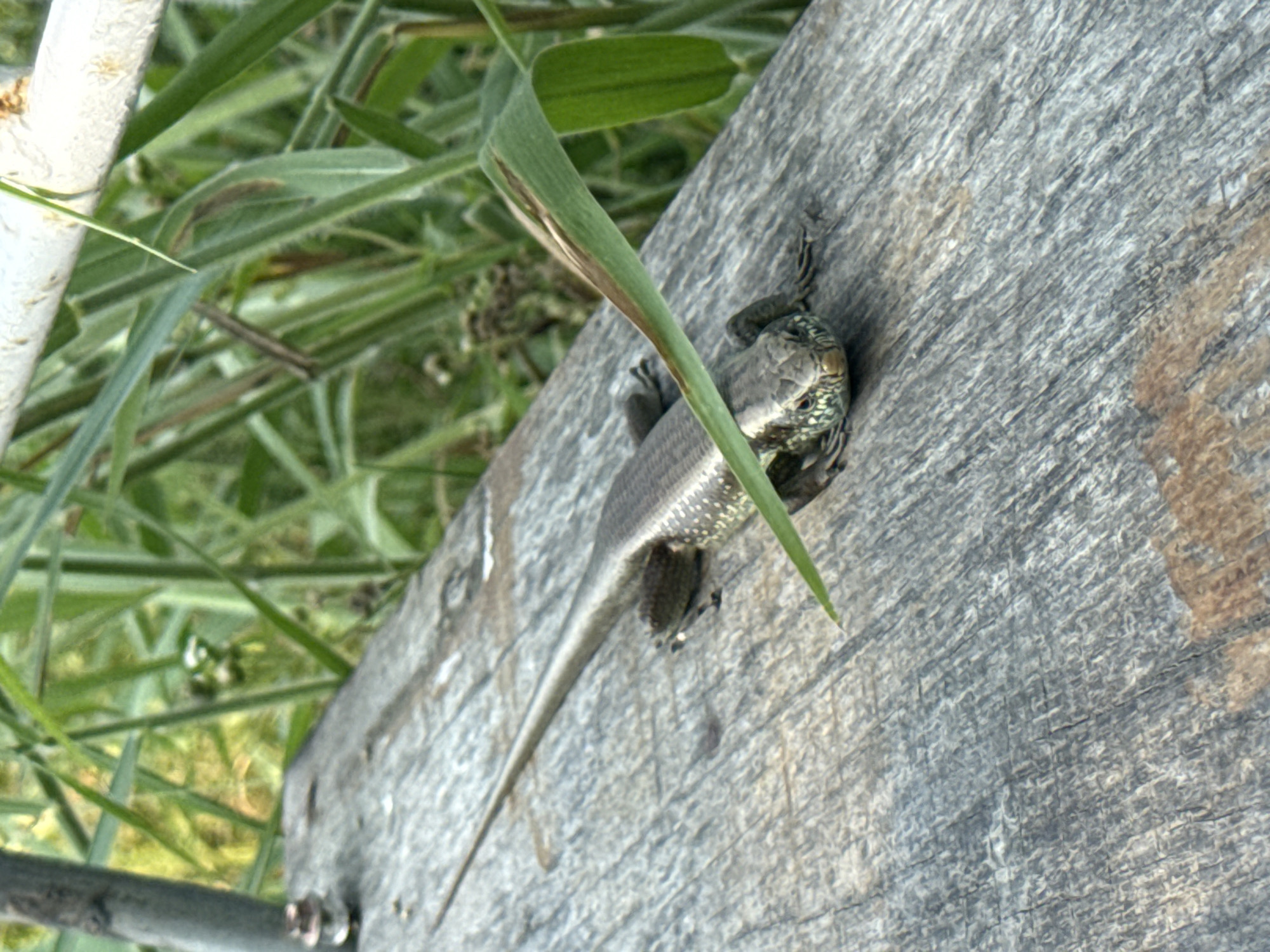 A lizard rests on a weathered, gray wooden surface, with grass and a white metal bar visible in the background. The location is not discernible from the image.