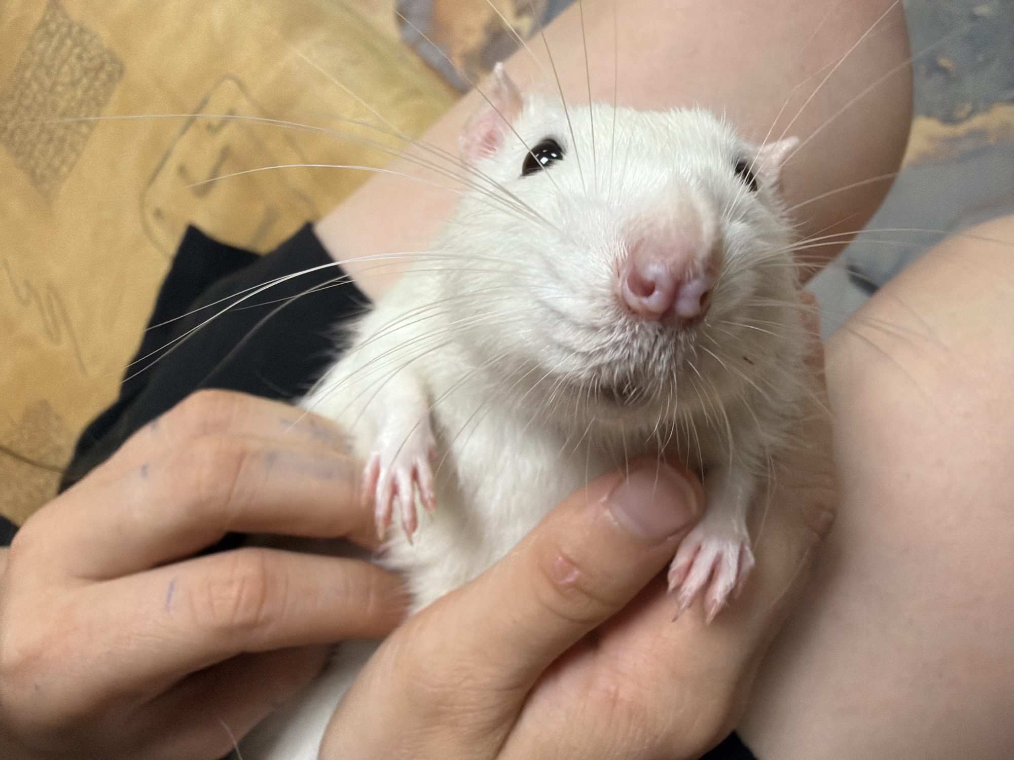A close-up shot features a white rat being held in a person's hands. The rat has pink ears and nose, with black eyes. The rat's whiskers are long and prominent. The person's hands are light-skinned. The background shows dark clothing and bare legs. The location is not identifiable from the image.