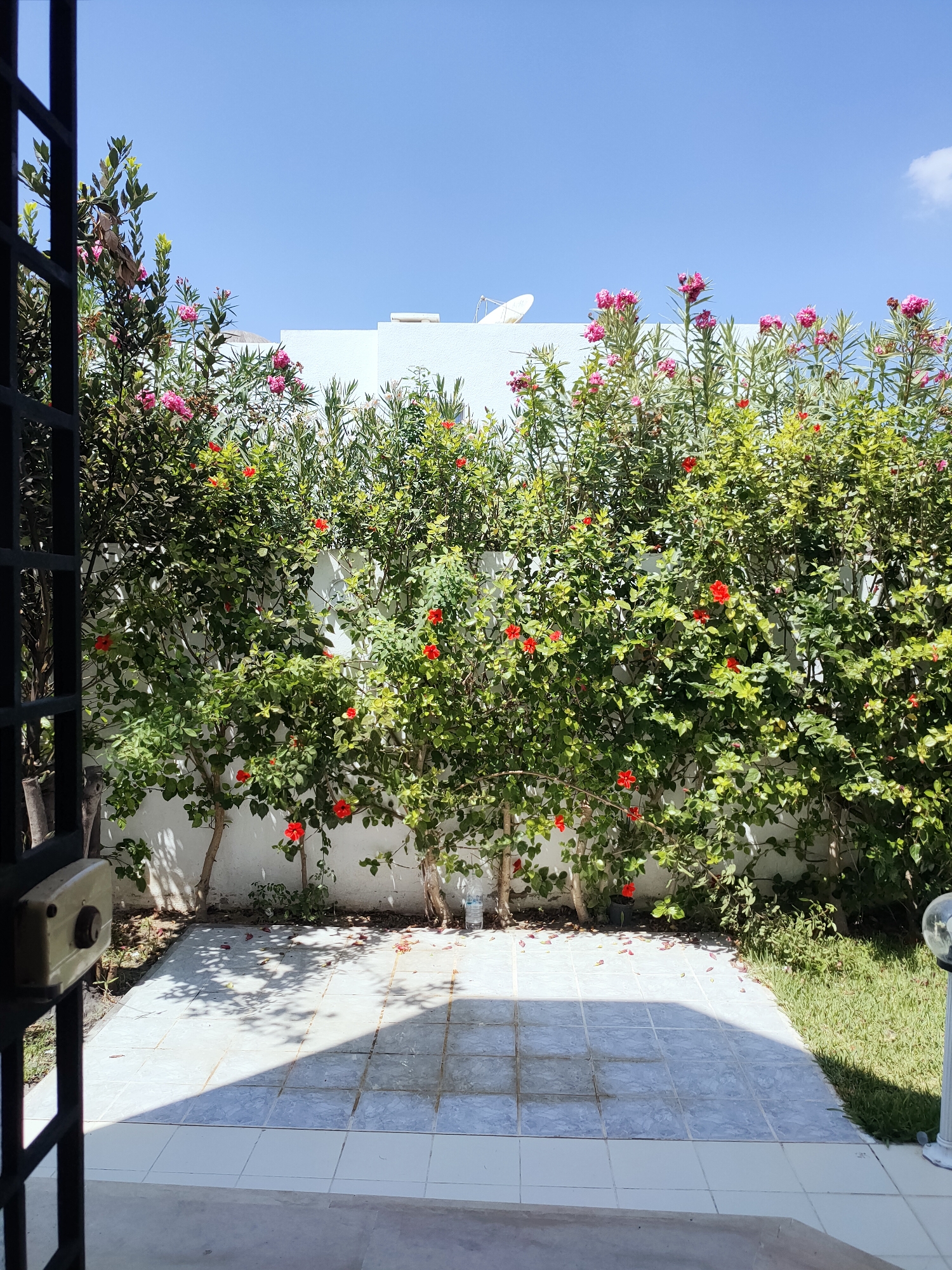 The image depicts a sunny outdoor courtyard in Mrezga, Tunisia. In the foreground, a tiled patio is visible, with a gate on the left side of the frame. Behind the patio, a lush green hedge with vibrant pink and red flowers forms a backdrop. The hedge is dense and appears to be several feet tall, with some flowering plants reaching higher. Above the hedge, a white wall can be seen, topped with a satellite dish. The sky is clear blue with a few wispy clouds. The overall scene suggests a well-maintained residential outdoor space.