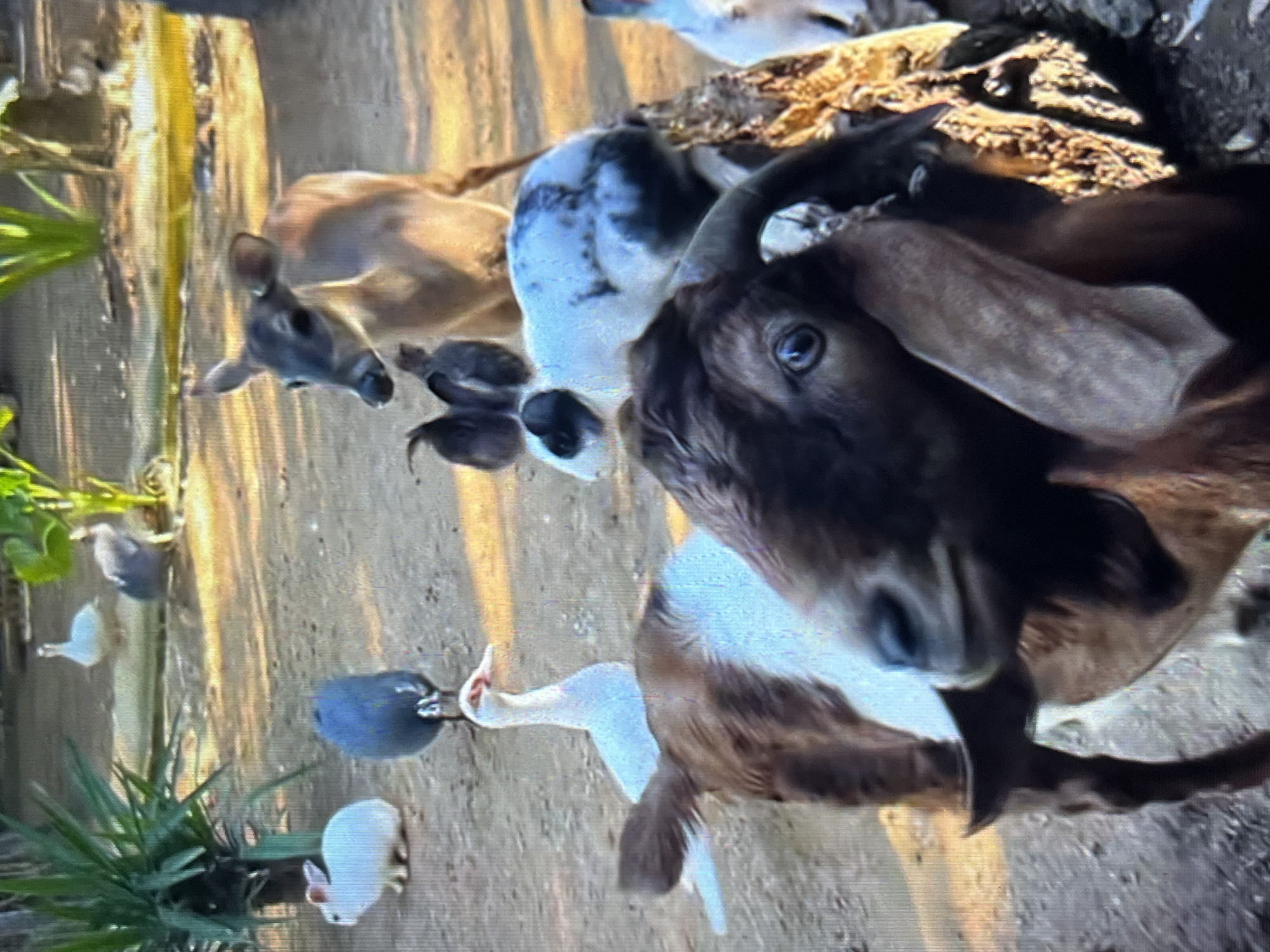The scene is an outdoor area, possibly a farm or a rural setting. The background appears to have some foliage and a dirt-like ground surface.
The main subjects in the frame include:
* Several goats: One goat is very close to the camera, with visible horns and a brown/black head. There are other goats in the background with varied markings, including a white/black goat.
* Various birds: Various birds are visible at the bottom and middle left of the scene, including guinea hens.
* A deer: It is tan.
* A rabbit.
It's challenging to pinpoint the exact location in Tinaquillo, Venezuela, without more specific information, as the setting details are limited to foliage and a dirt ground. Given the presence of multiple animals, the location is potentially a rural or agricultural area.