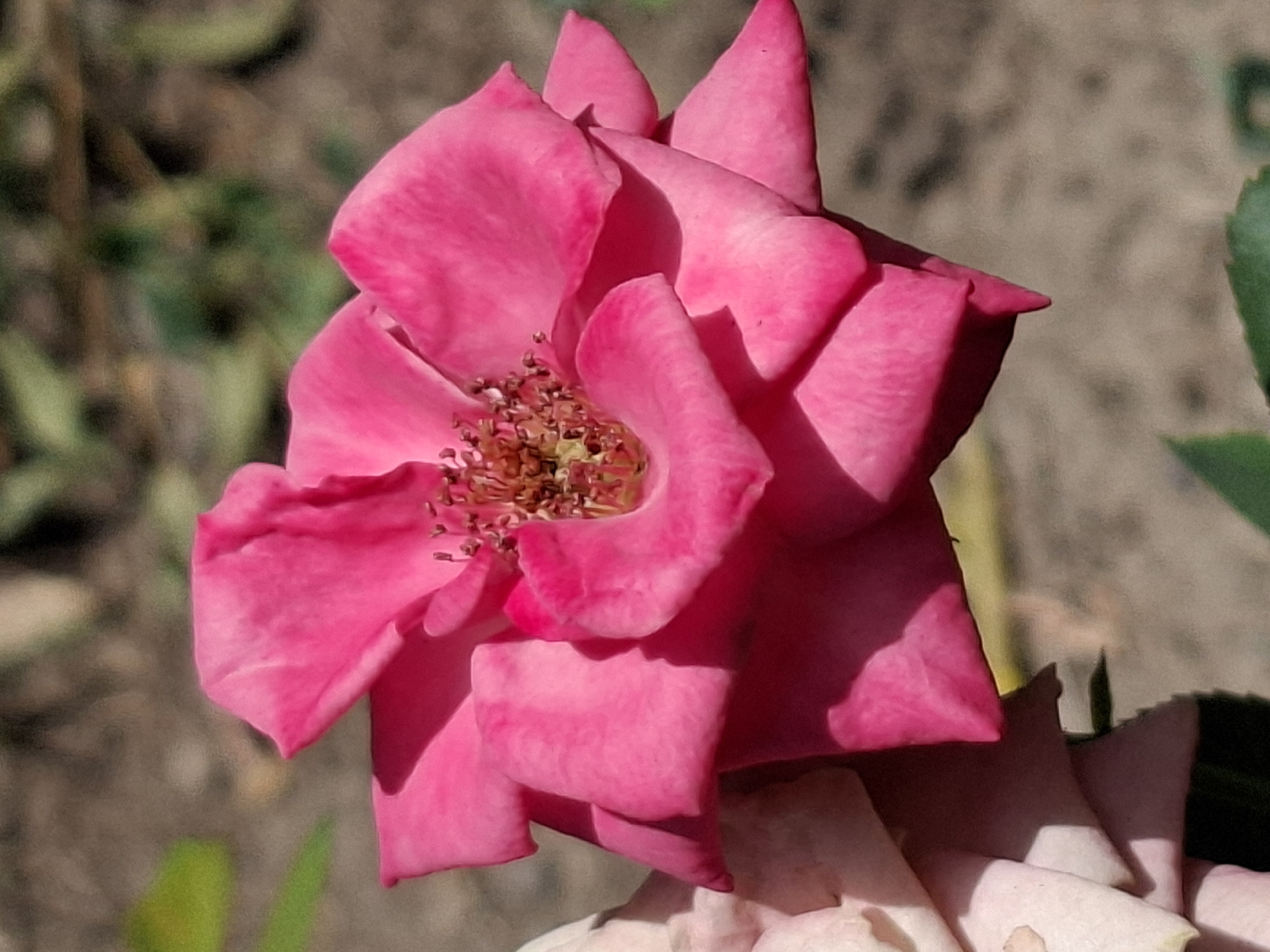 A bright pink rose is in full bloom, its petals unfurled to reveal the intricate stamen in the center. The rose is positioned slightly off-center to the right of the frame, with the lower left corner showing hints of lighter pink petals from another rose or perhaps a different part of the same bloom. The background is softly blurred, suggesting a garden setting with muted greens and browns, indicative of soil and foliage. The lighting suggests a sunny day, casting subtle shadows on the rose petals and highlighting their texture. The scene appears to be in a natural outdoor environment, possibly a park or a private garden. There are no people or specific landmarks visible to determine a precise location within Almaty, Kazakhstan.